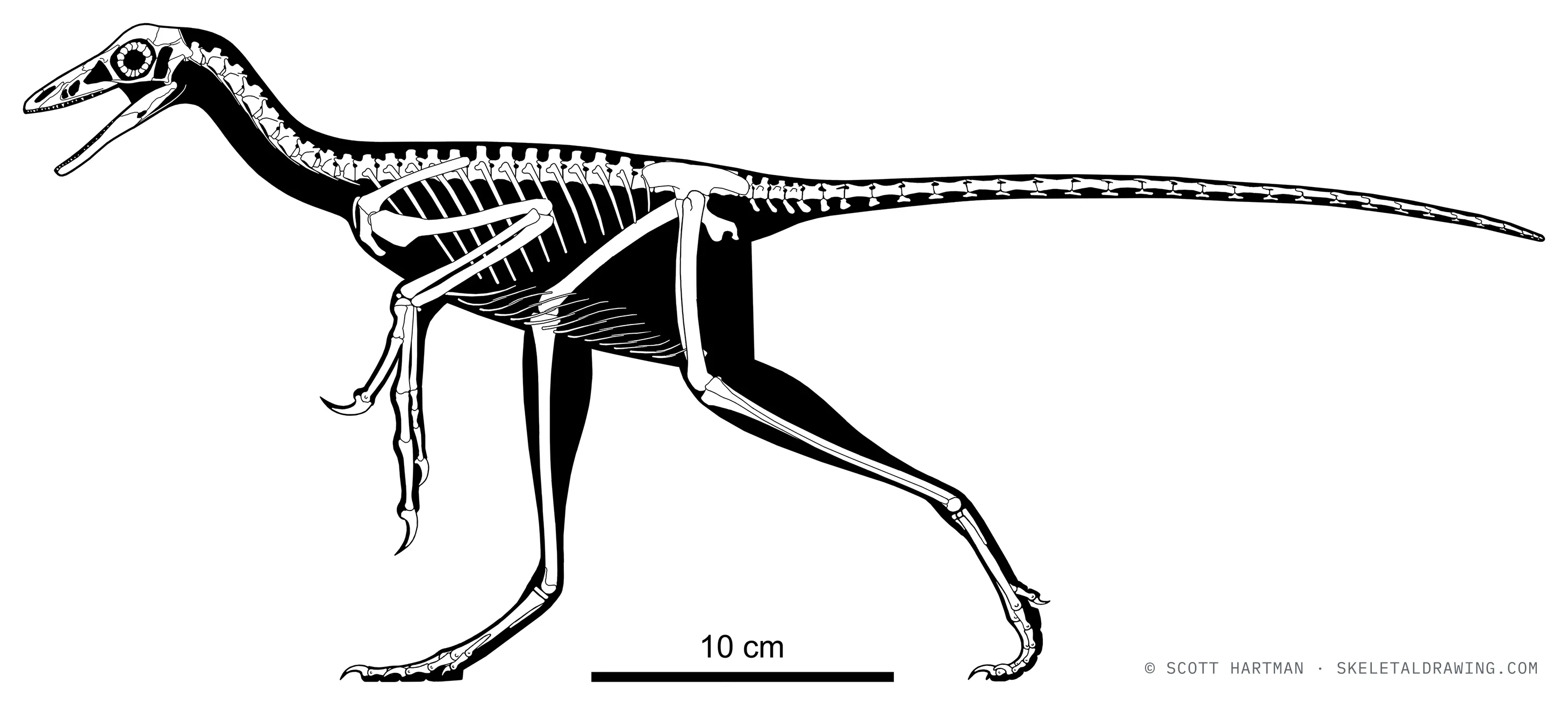Aurornis xui skeletal reconstruction, left lateral view, reconstructed length ~0.5 m.