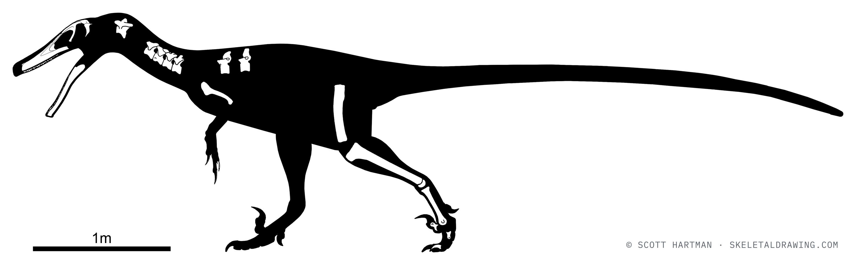 Known skeletal material of Austroraptor cabazai: preserved elements shown in white against a black body silhouette.