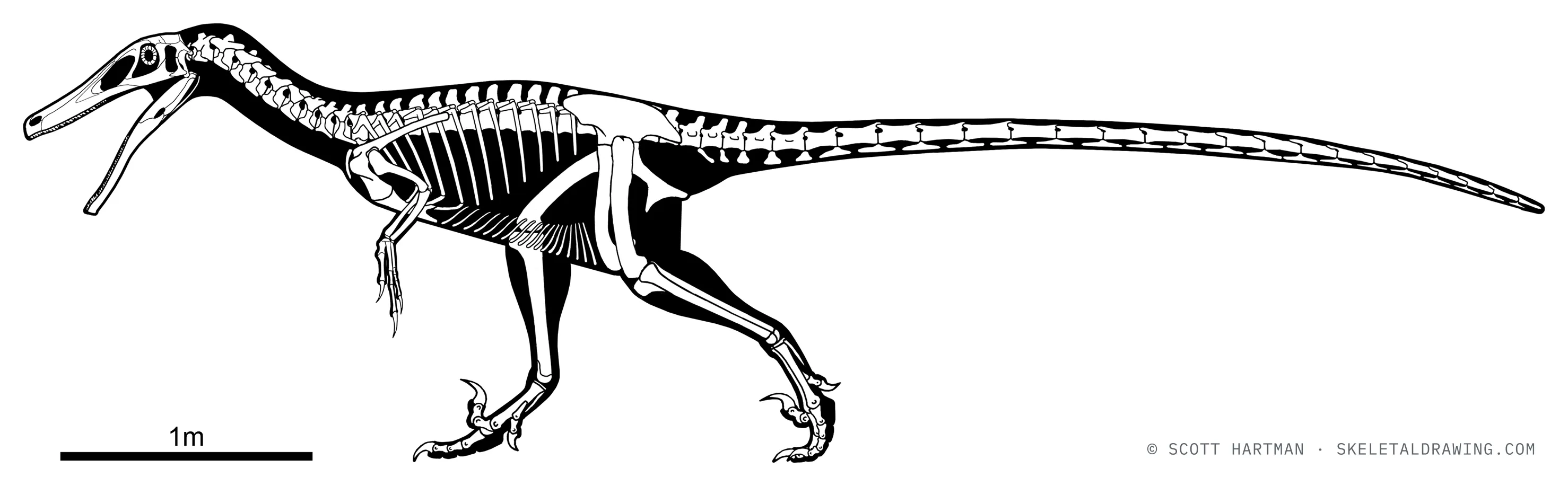 Austroraptor cabazai skeletal reconstruction, left lateral view, reconstructed length ~6 m.