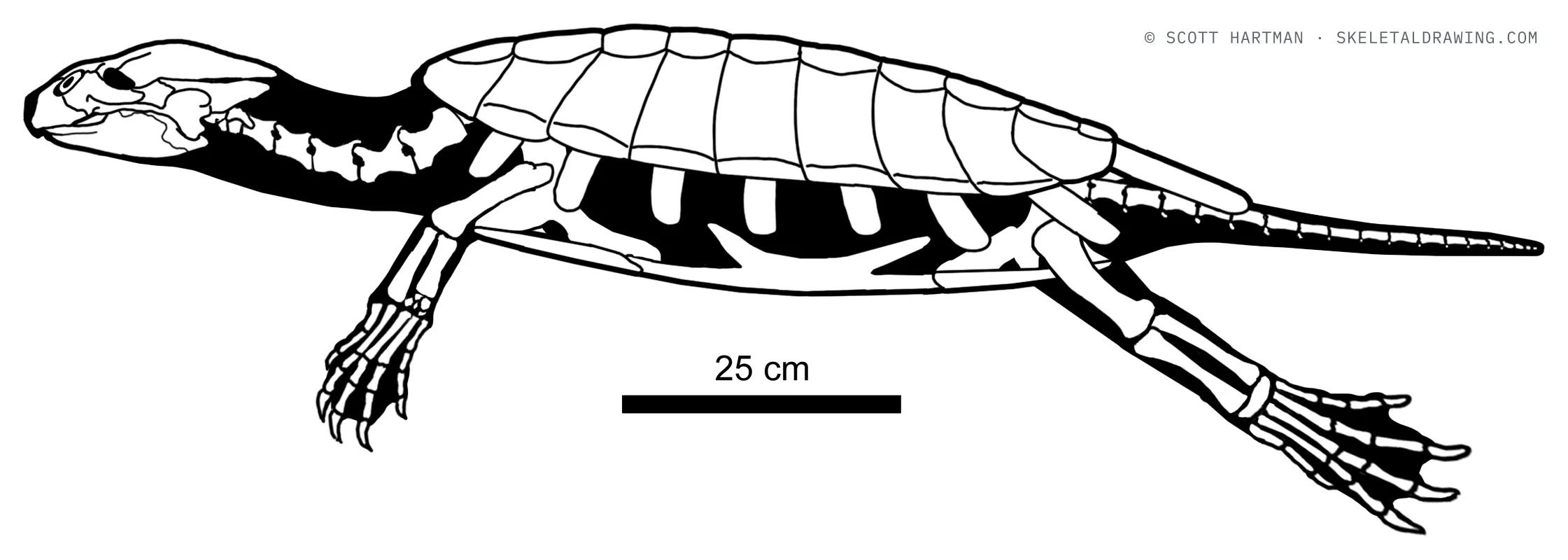 Axestemys infernalis skeletal reconstruction, left lateral view, length ~1.4 m.