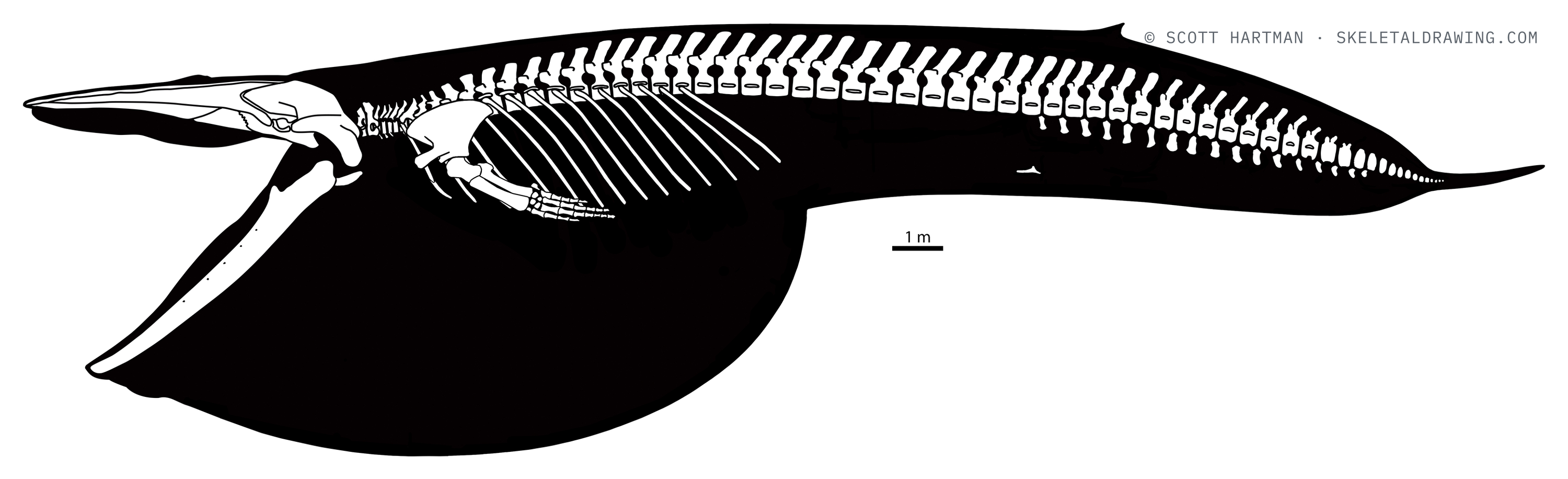 Balaenoptera musculus skeletal reconstruction — feeding behavior.