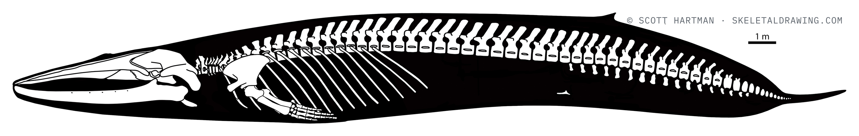 Balaenoptera musculus skeletal reconstruction, left lateral view, length ~30 m.