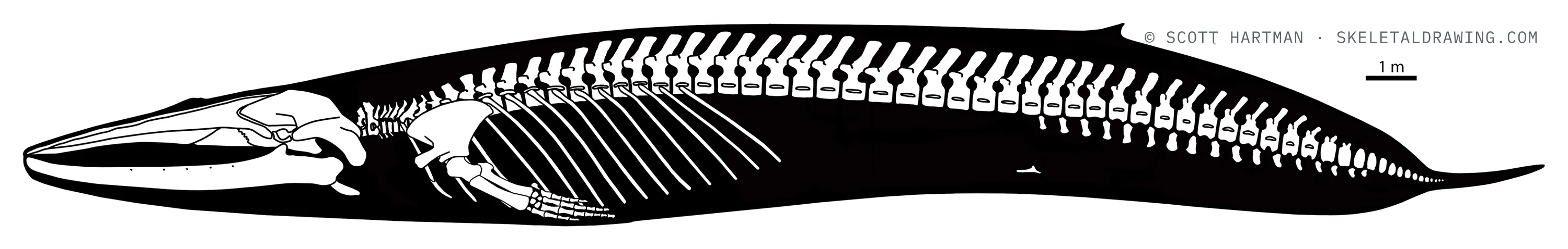 Balaenoptera musculus skeletal reconstruction, left lateral view, length ~30 m.