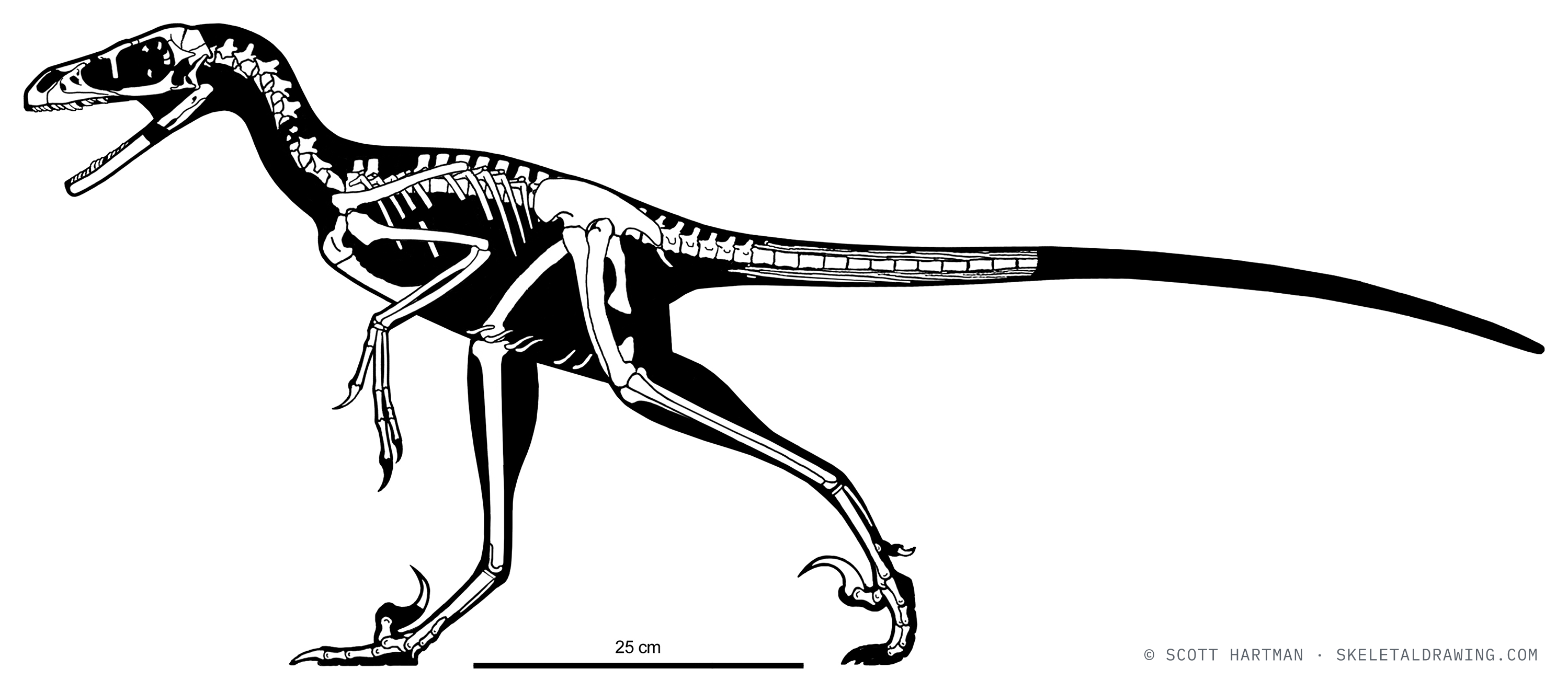 Known skeletal material of Bambiraptor feinbergi: preserved elements shown in white against a black body silhouette.