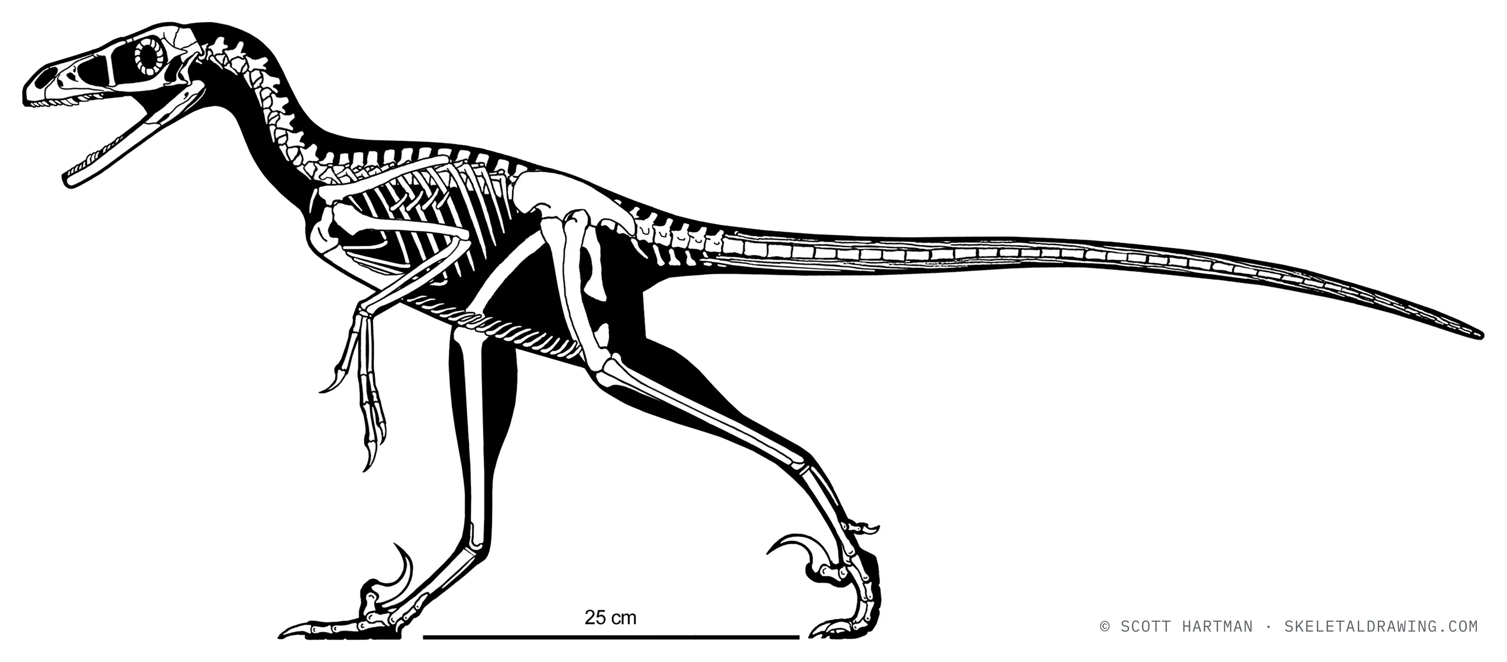 Bambiraptor feinbergi skeletal reconstruction, left lateral view, reconstructed length ~1 m.