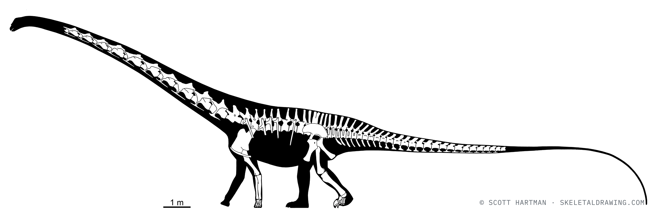Known skeletal material of Barosaurus lentus AMNH 6341 — elements preserved in the specimen drawn in white against a black body silhouette.