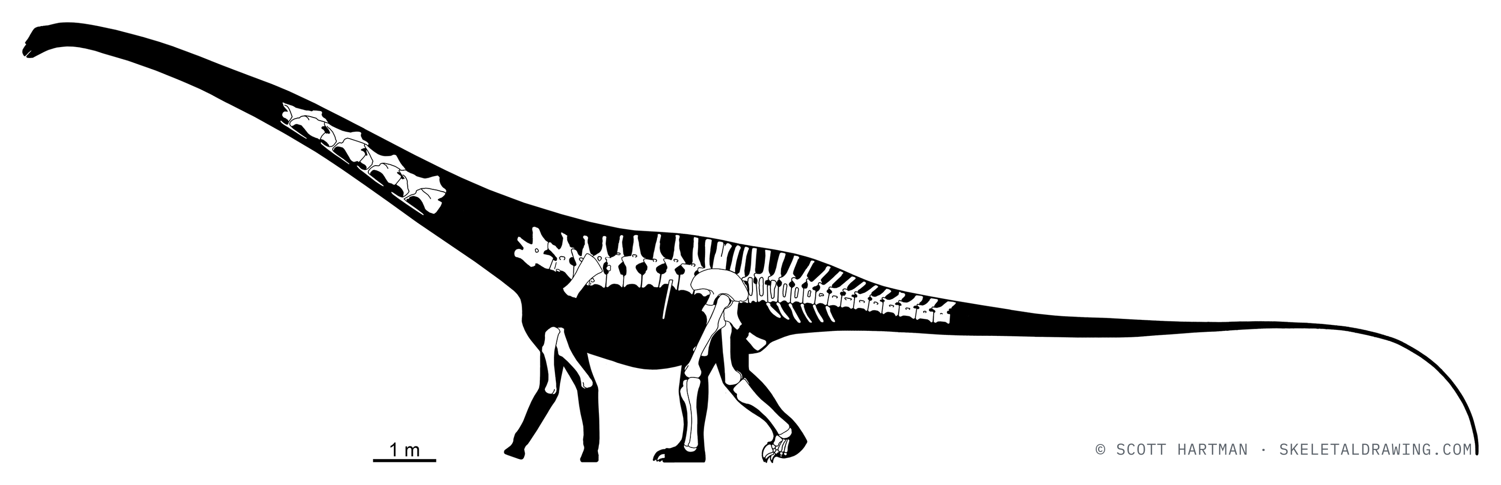 Known skeletal material of a second Barosaurus lentus specimen, ROM 3670, shown in white against a black body silhouette.