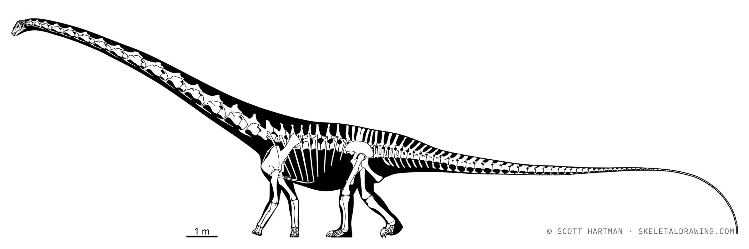 Barosaurus lentus skeletal reconstruction, left lateral view, specimen AMNH 6341, reconstructed length ~25 m.