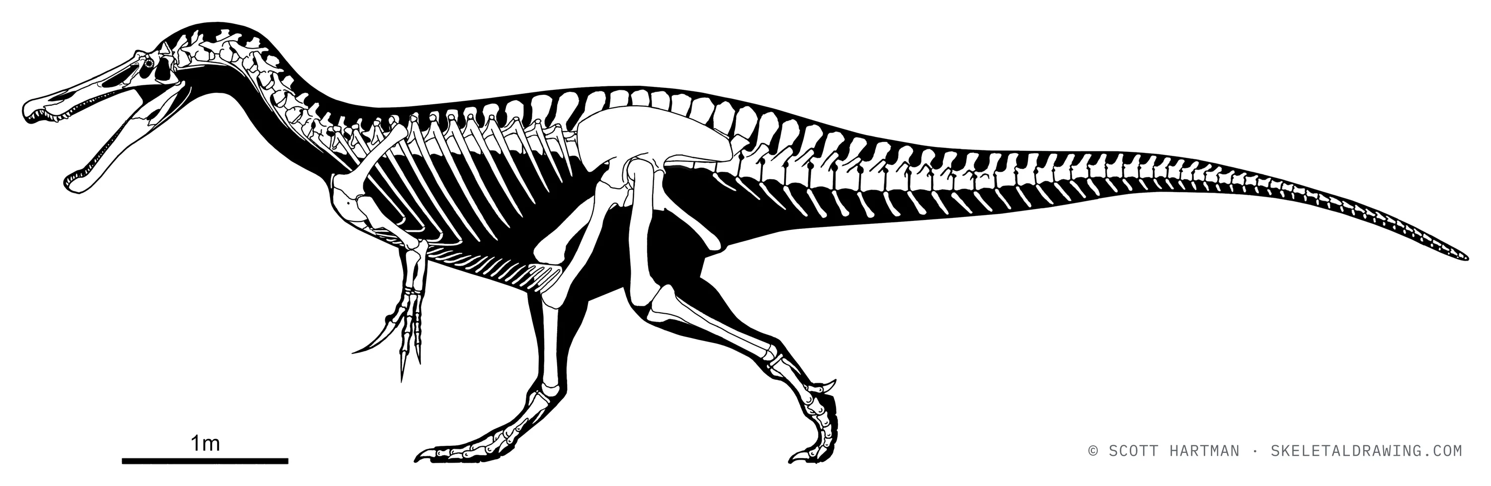 Baryonyx walkeri skeletal reconstruction, left lateral view, reconstructed length ~9 m.