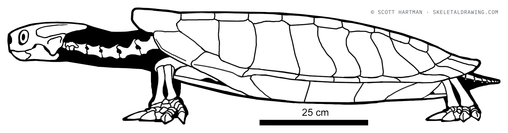 Basilemys morrinensis skeletal reconstruction, left lateral view, length ~1.2 m.