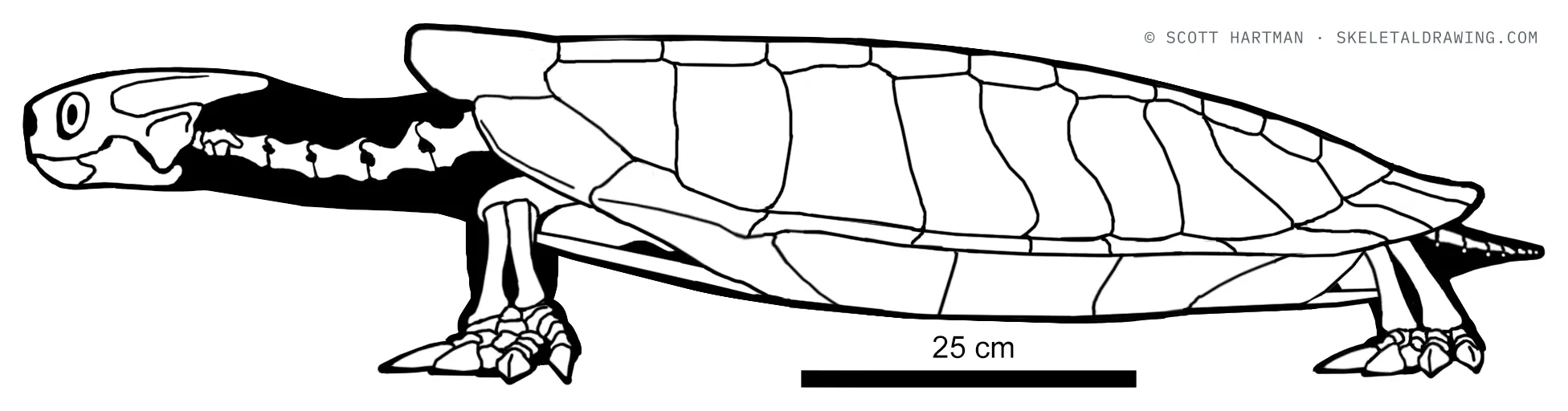 Basilemys morrinensis skeletal reconstruction, left lateral view, length ~1.2 m.
