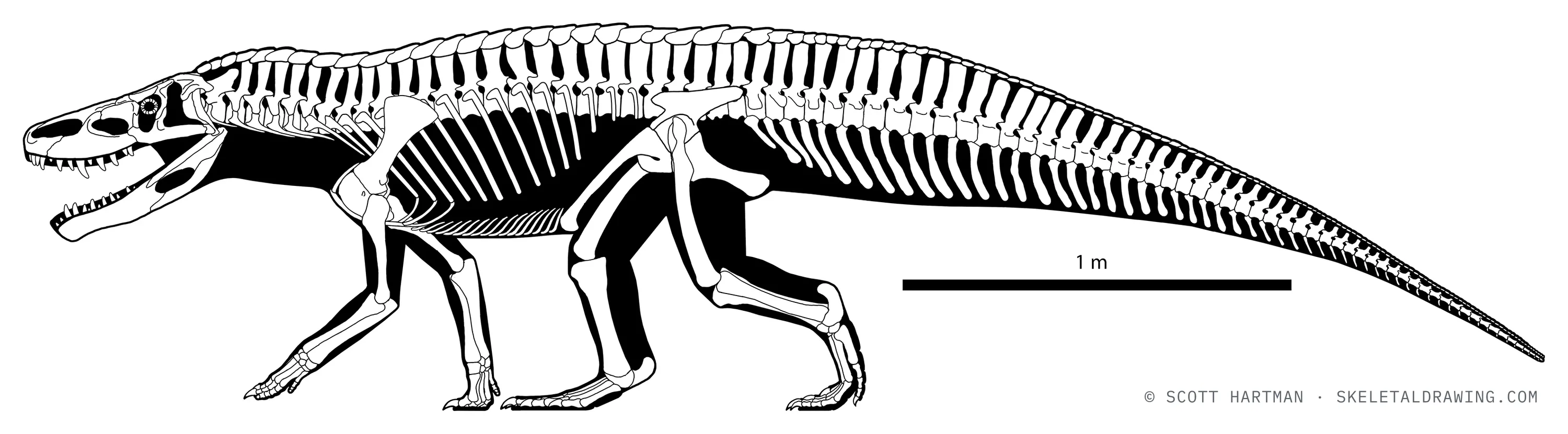 Batrachotomus kupferzellensis skeletal reconstruction, left lateral view, reconstructed length ~4 m.