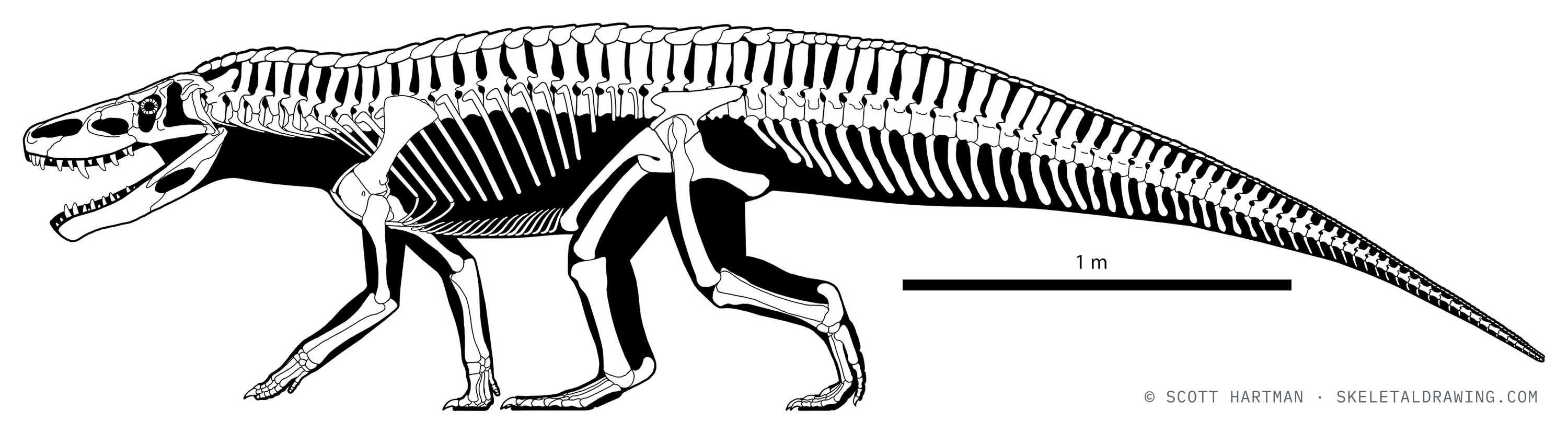 Batrachotomus kupferzellensis skeletal reconstruction, left lateral view, reconstructed length ~4 m.