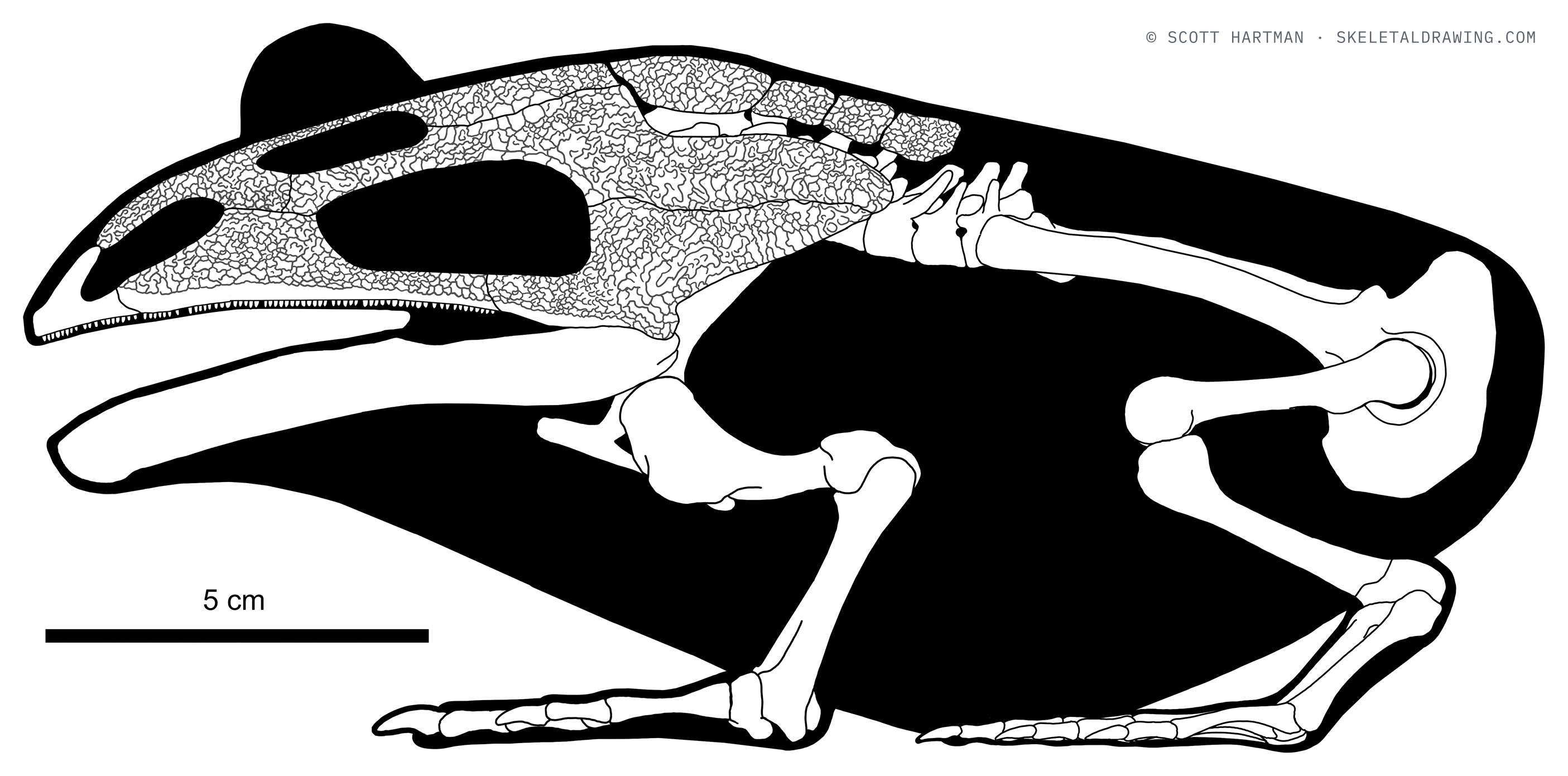Beelzebufo ampinga skeletal reconstruction, left lateral view, length 20 cm.