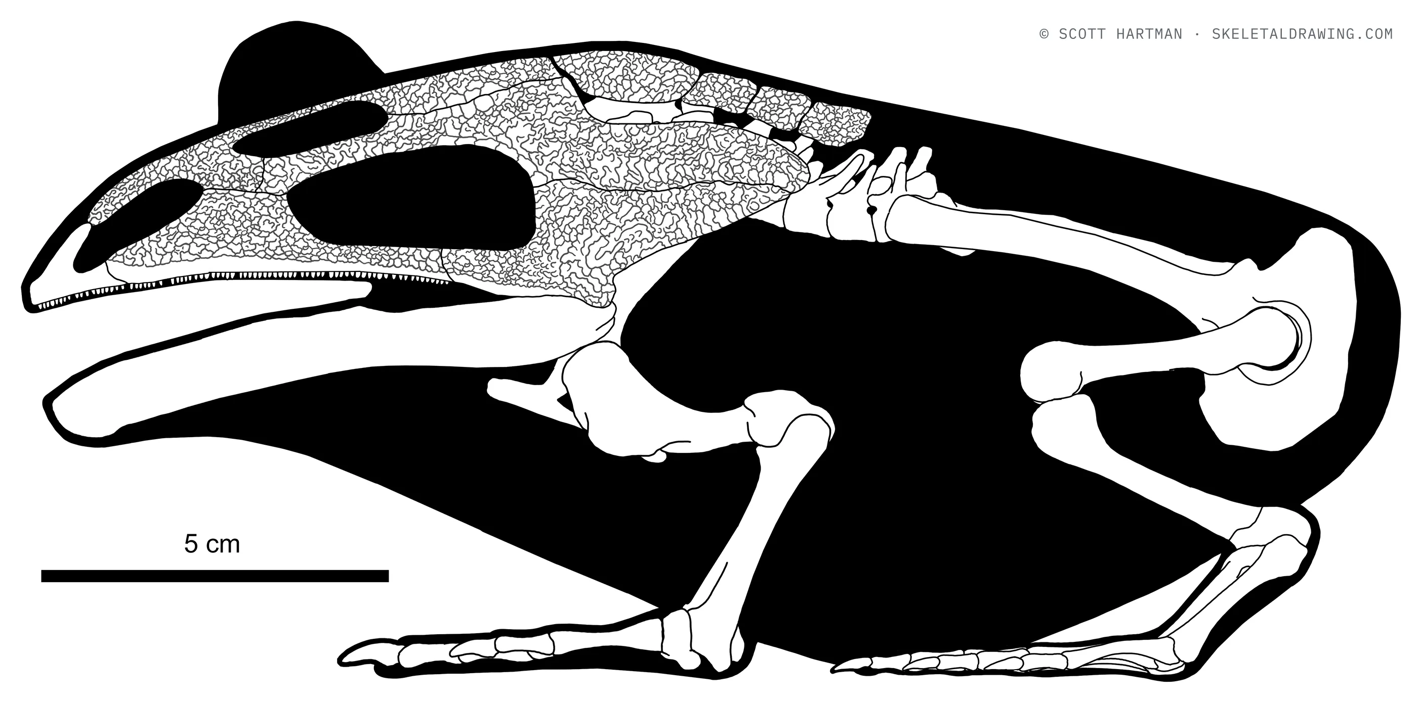 Beelzebufo ampinga skeletal reconstruction, left lateral view, length 20 cm.