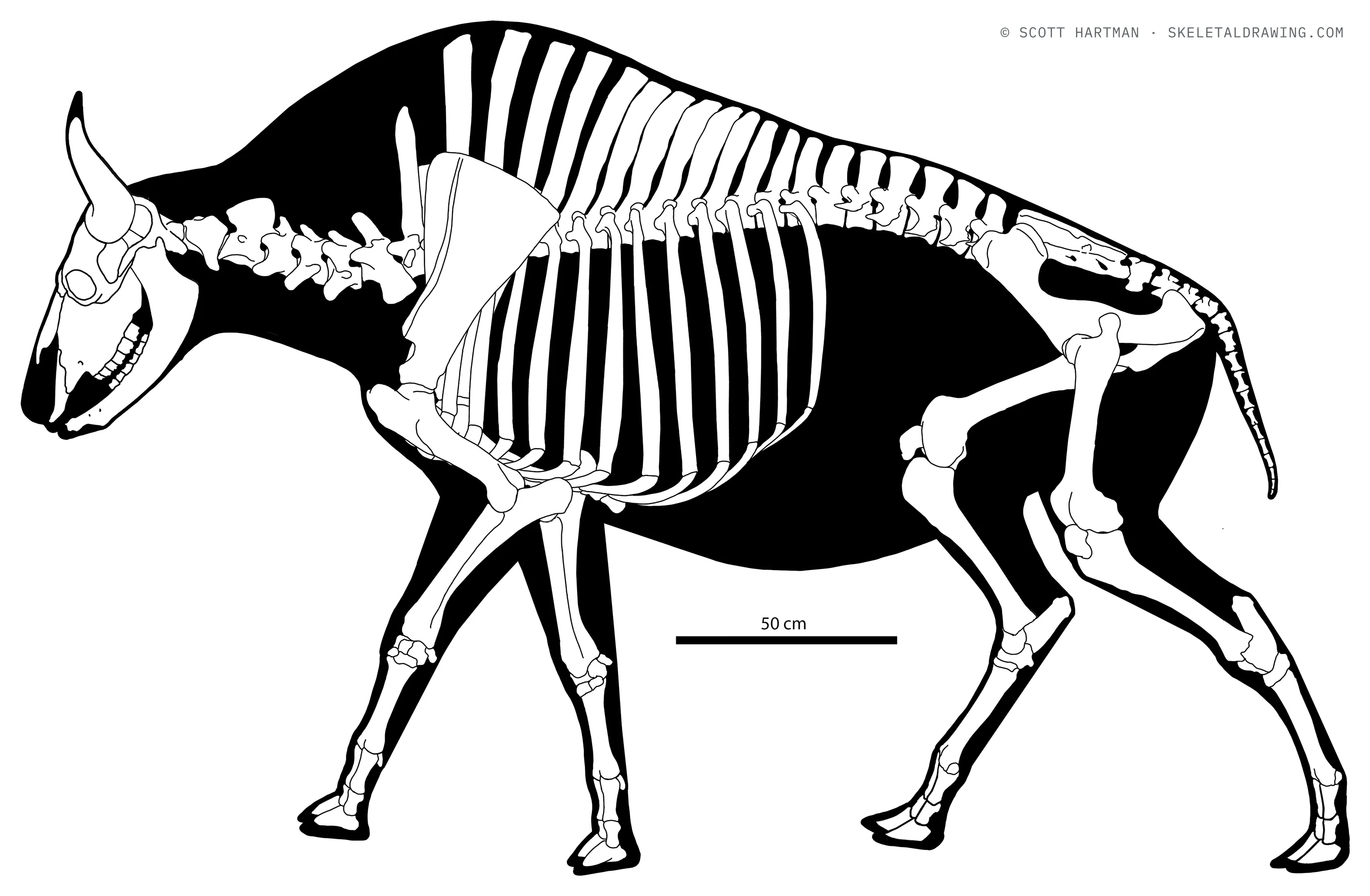 Bison bison skeletal reconstruction, left lateral view, length ~3.2 m.