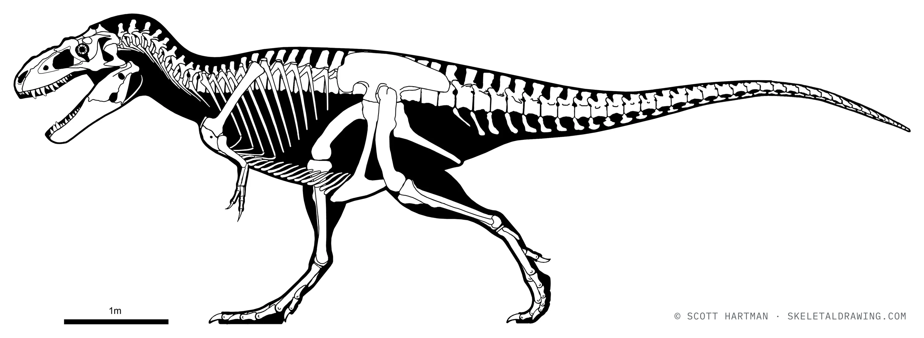 Bistahieversor sealeyi skeletal reconstruction, left lateral view, reconstructed length ~8.7 m.