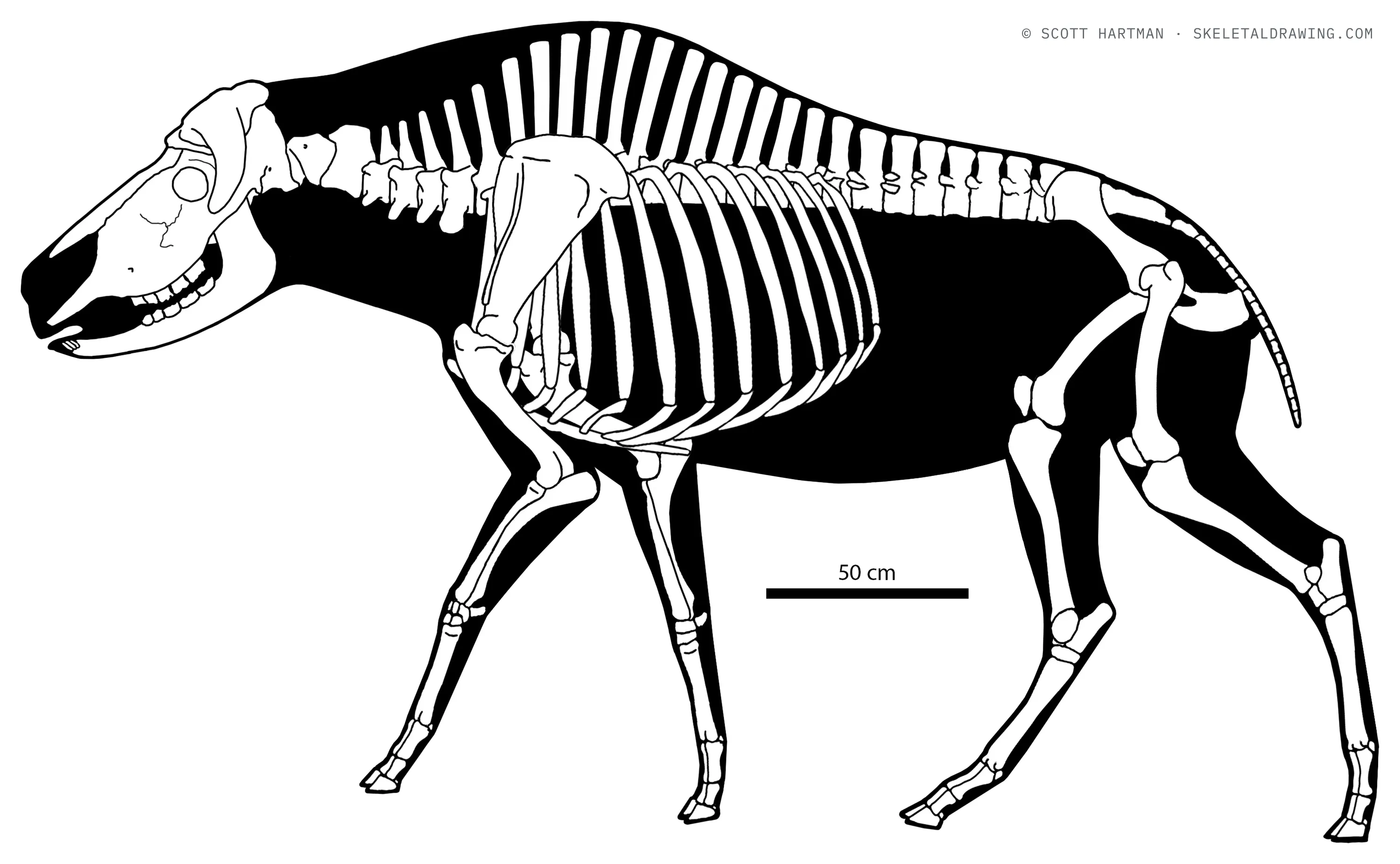 Bootherium bombifrons skeletal reconstruction, left lateral view, length ~3.4 m.