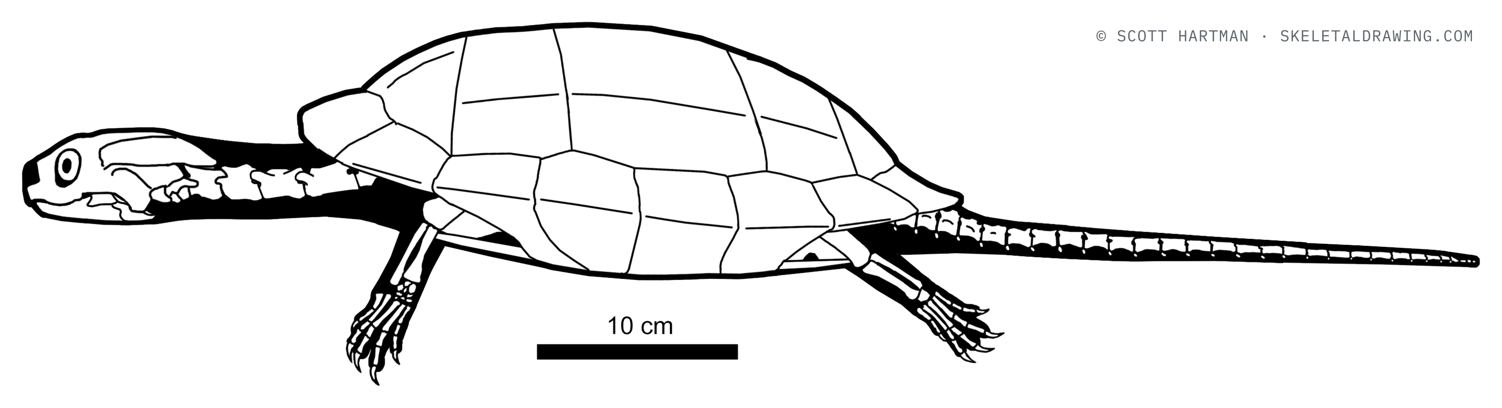 Boremys grandis skeletal reconstruction, left lateral view, length 73 cm.