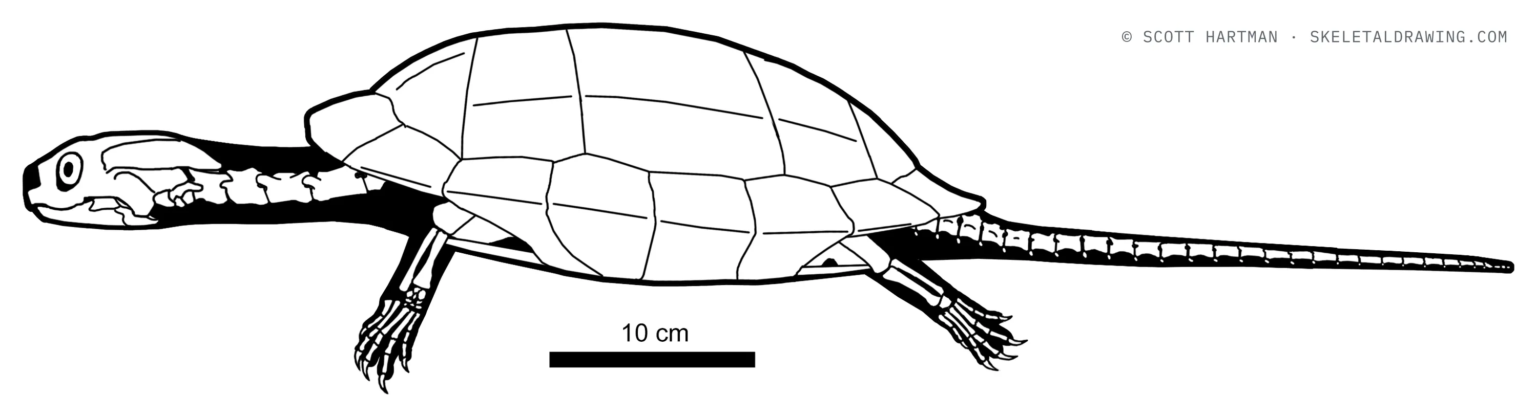 Boremys grandis skeletal reconstruction, left lateral view, length 73 cm.