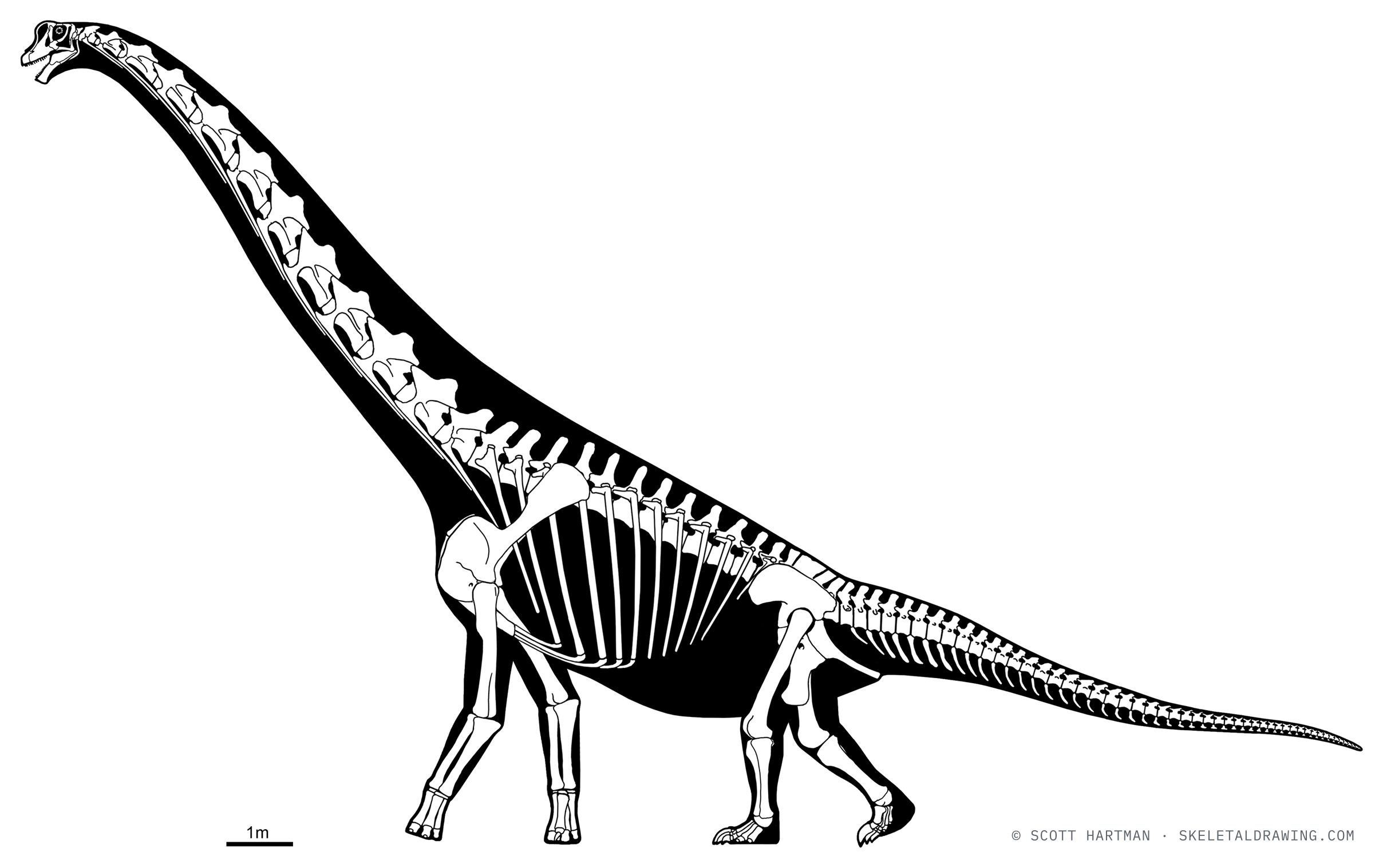 Brachiosaurus altithorax skeletal reconstruction, left lateral view, reconstructed length ~23 m.