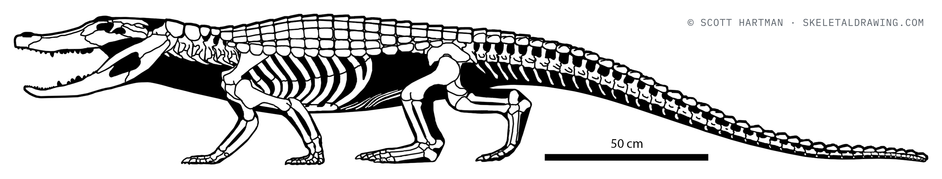 Brachychampsa montana skeletal reconstruction, left lateral view, length ~2.8 m.