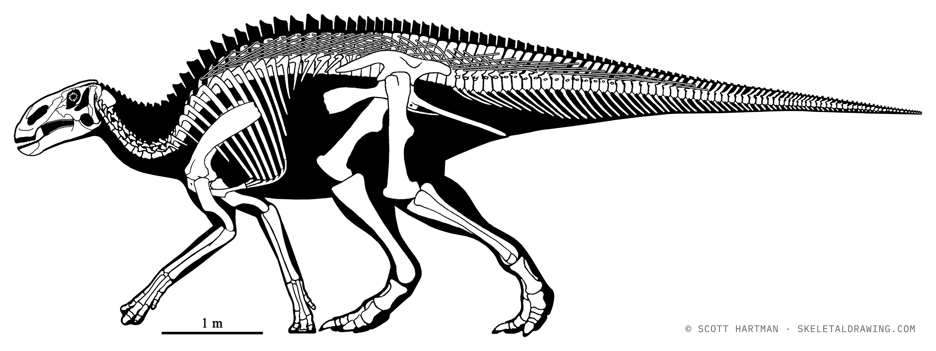Brachylophosaurus canadensis skeletal reconstruction, left lateral view, reconstructed length ~9 m.