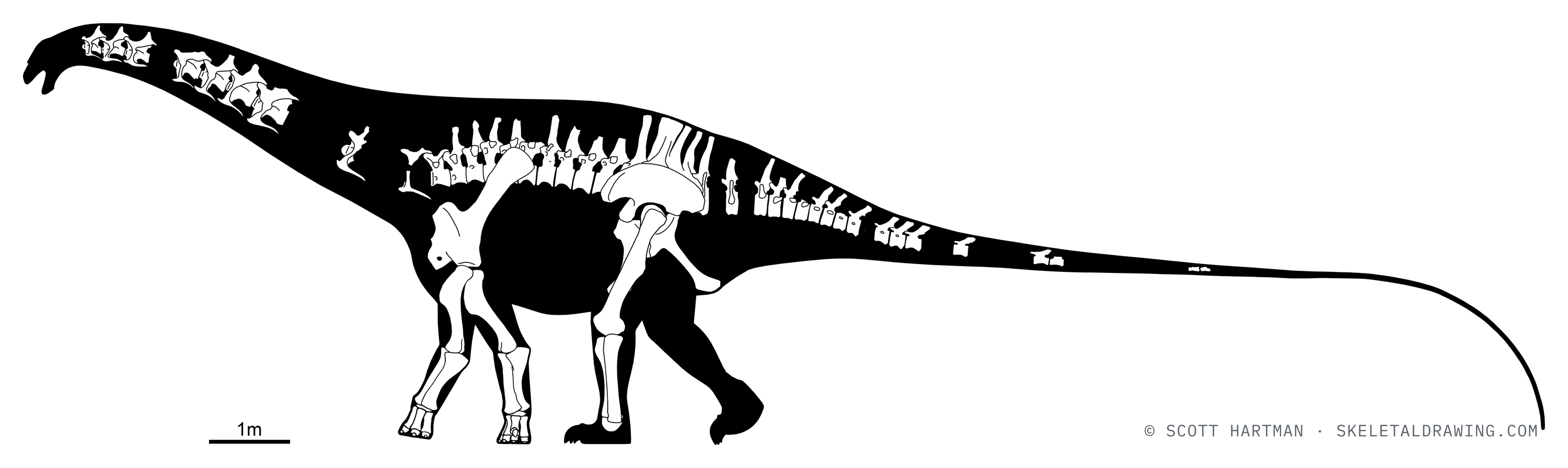 Known skeletal material of Brontosaurus excelsus CM 563 — elements preserved in the specimen drawn in white against a black body silhouette.