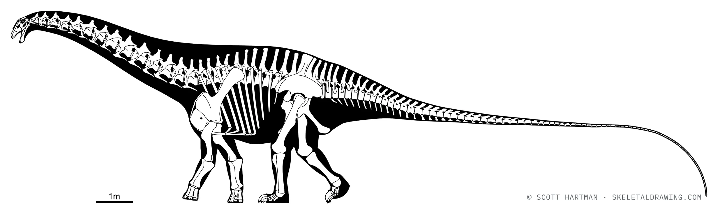 Brontosaurus excelsus skeletal reconstruction, left lateral view, specimen CM 563, reconstructed length ~20 m.