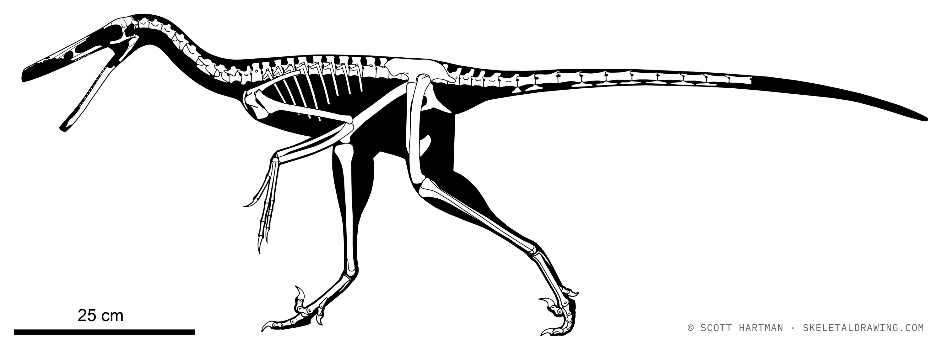 Known skeletal material of Buitreraptor gonzolezorum: preserved elements shown in white against a black body silhouette.