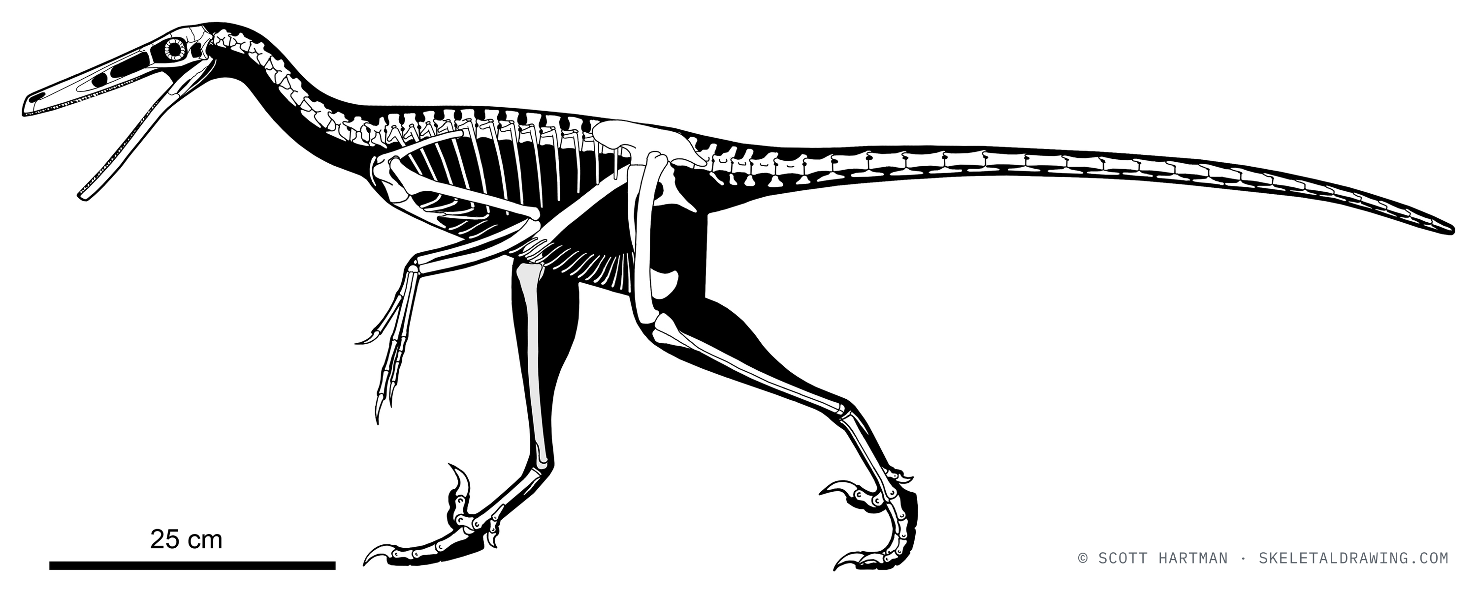 Buitreraptor gonzolezorum skeletal reconstruction, left lateral view, reconstructed length ~1.3 m.