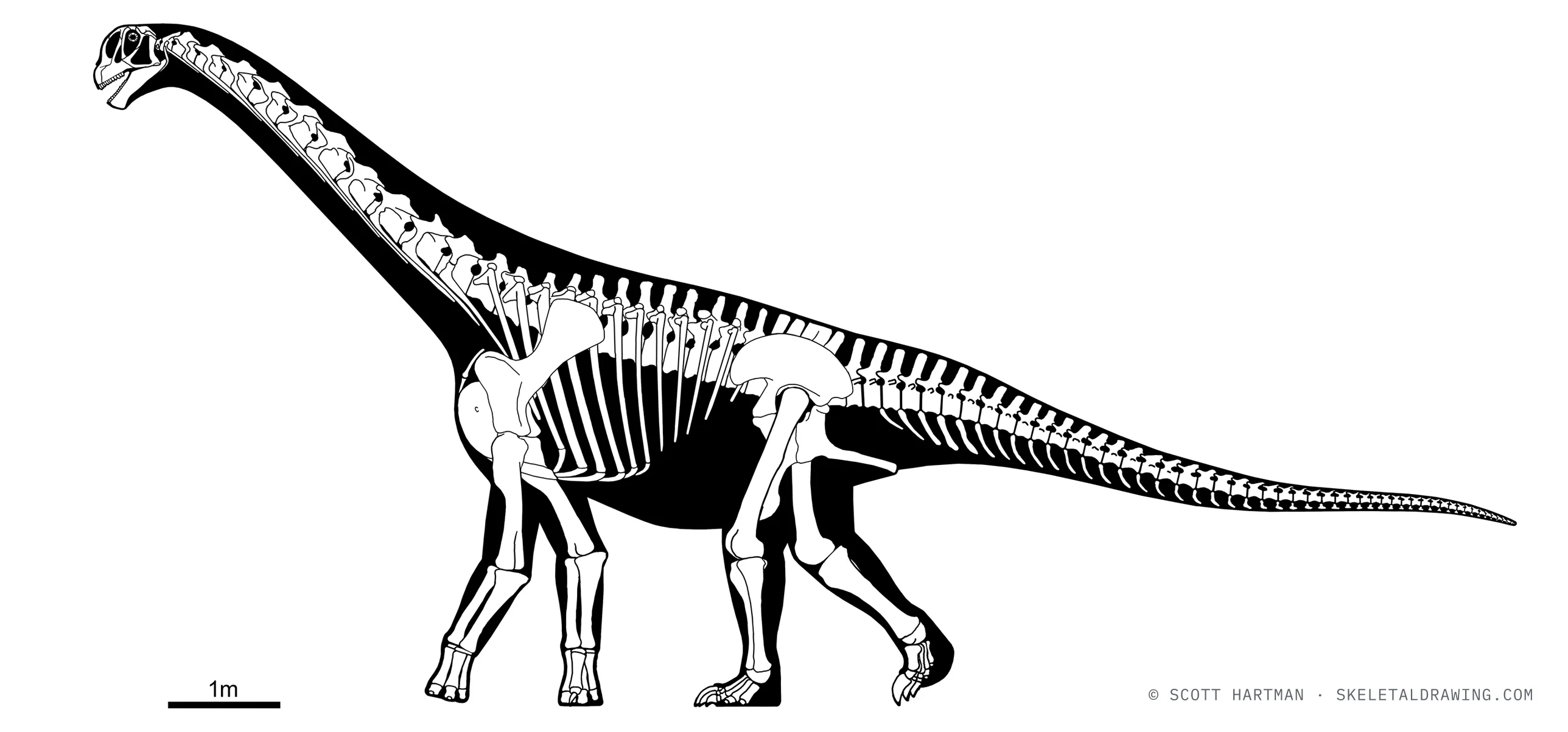 Camarasaurus lewisi skeletal reconstruction, left lateral view, specimen BYU 9047, reconstructed length ~14 m.