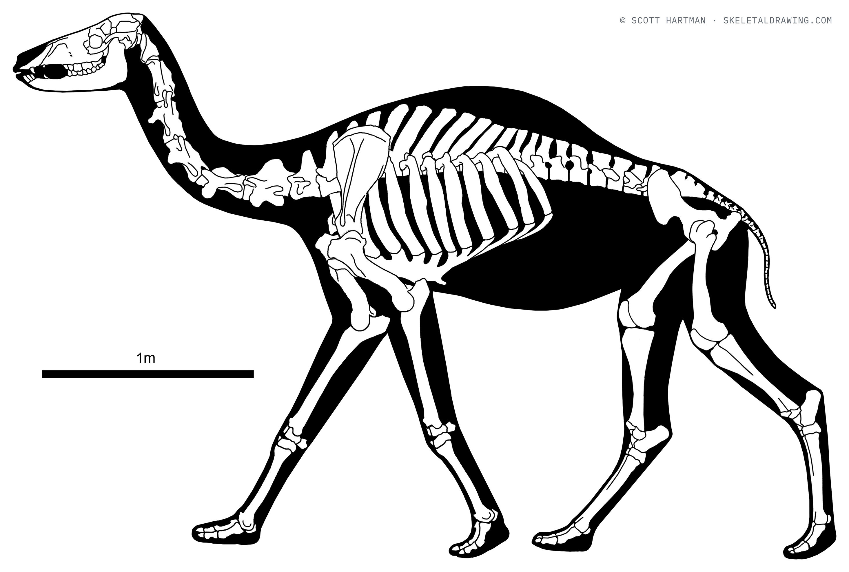 Camelops hesternus skeletal reconstruction, left lateral view, length ~4 m.