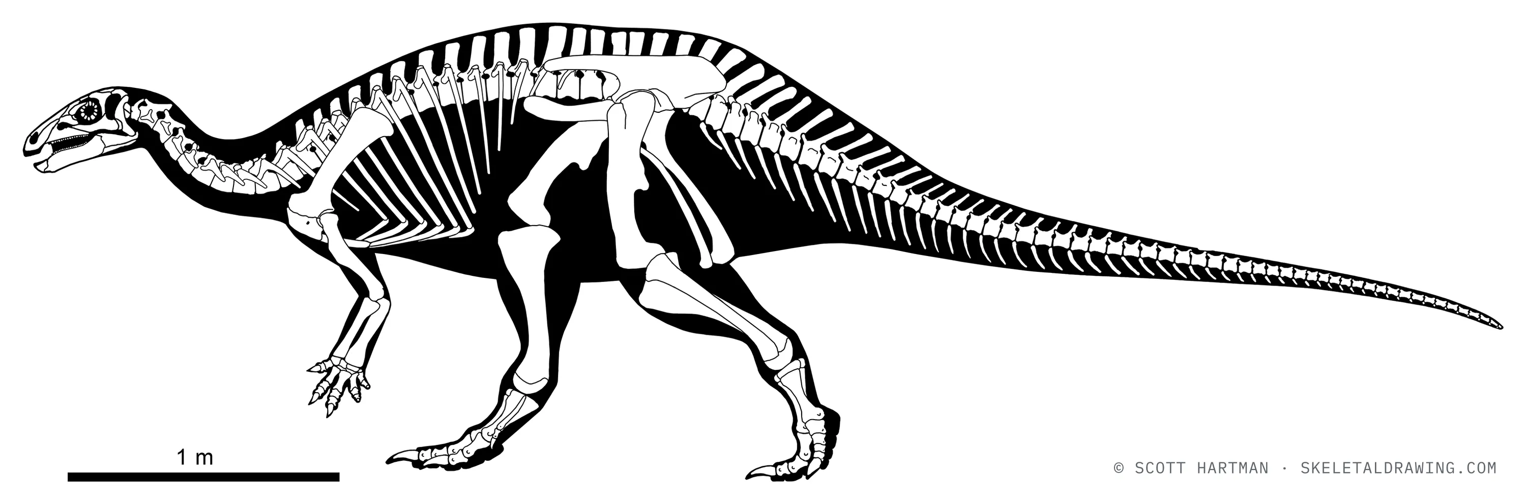 Camptosaurus dispar skeletal reconstruction, left lateral view, reconstructed length ~5.8 m.