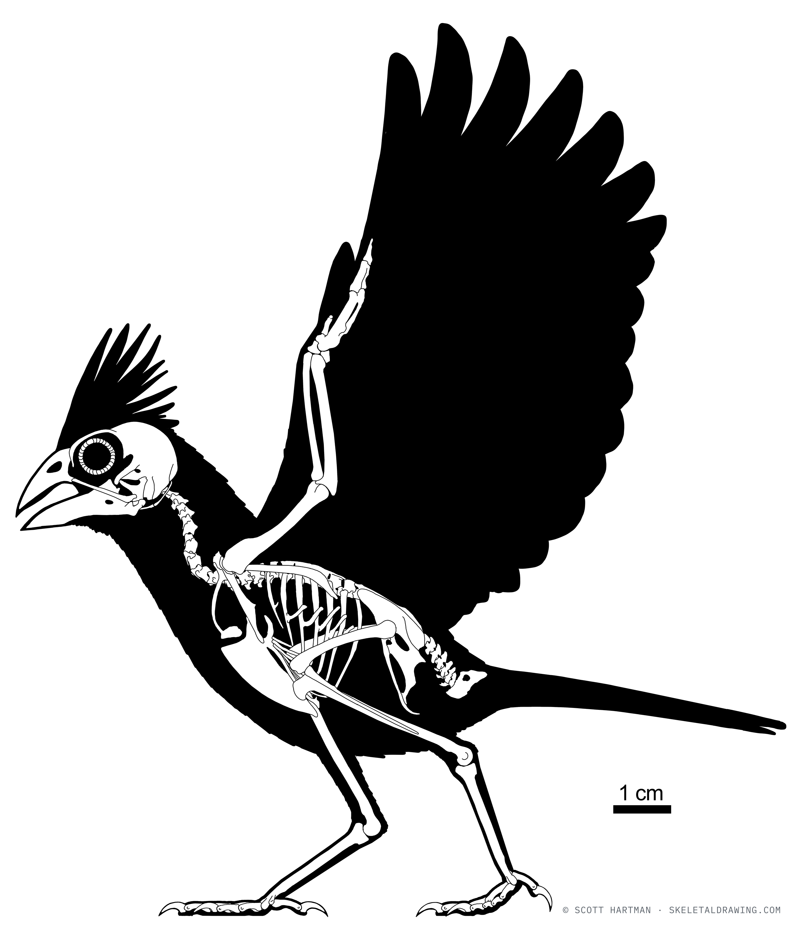Cardinalis cardinalis — The same skeletal with the feathers restored — a living dinosaur for scale against its extinct relatives.