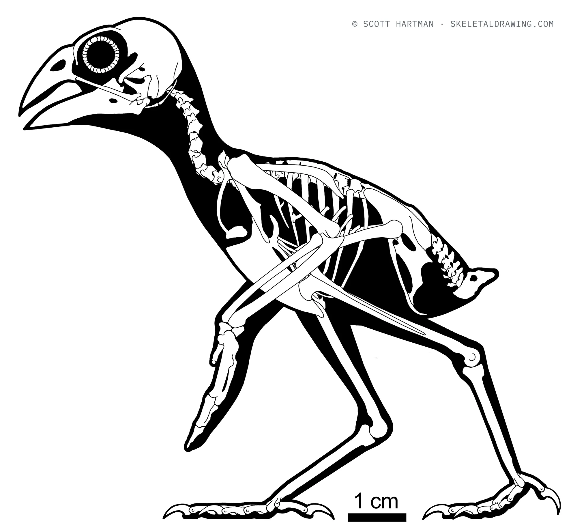 Cardinalis cardinalis skeletal reconstruction, left lateral view, reconstructed length ~0.09 m.
