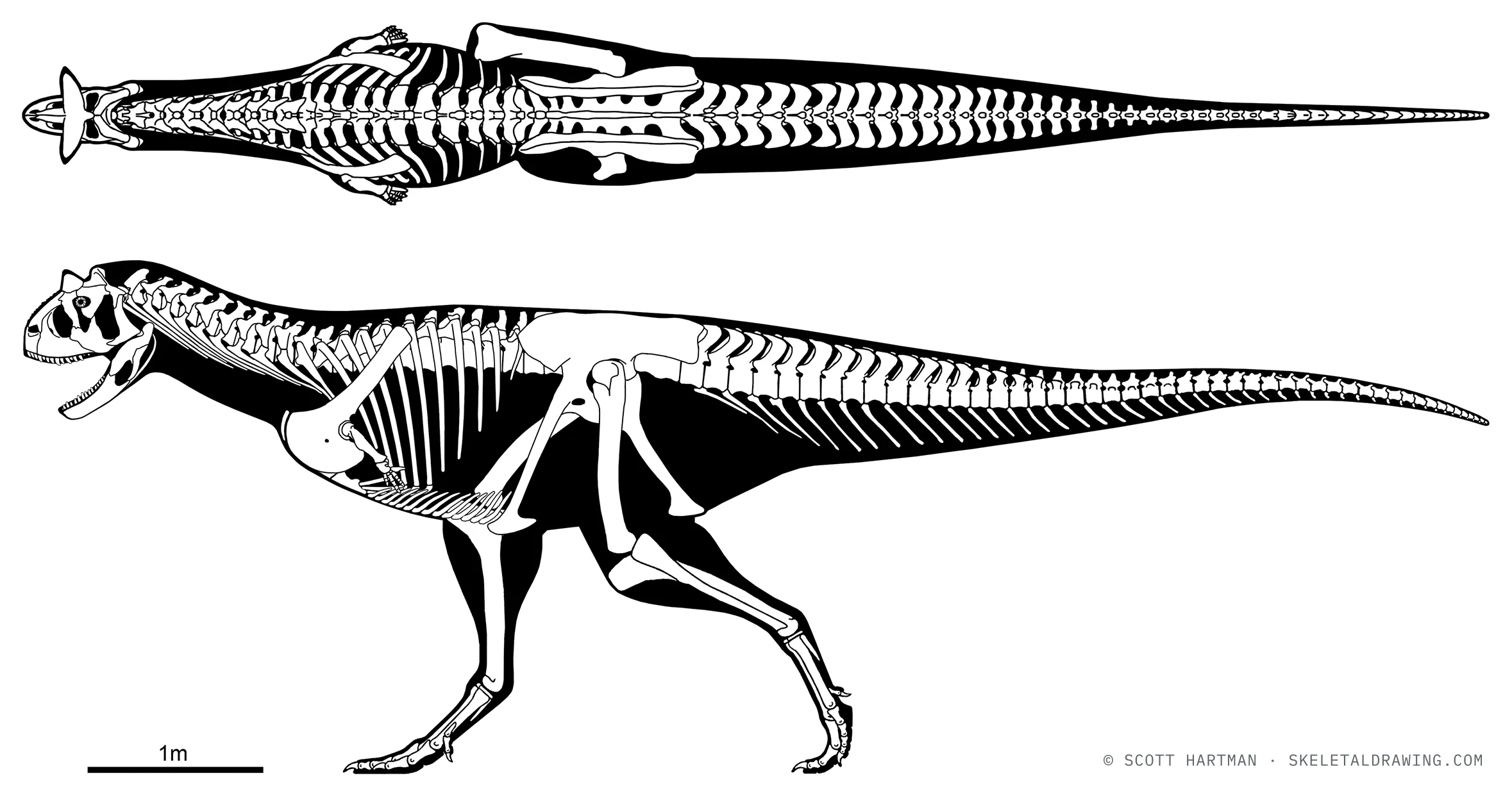 Carnotaurus satrei skeletal reconstruction, left lateral view, reconstructed length ~8.4 m.