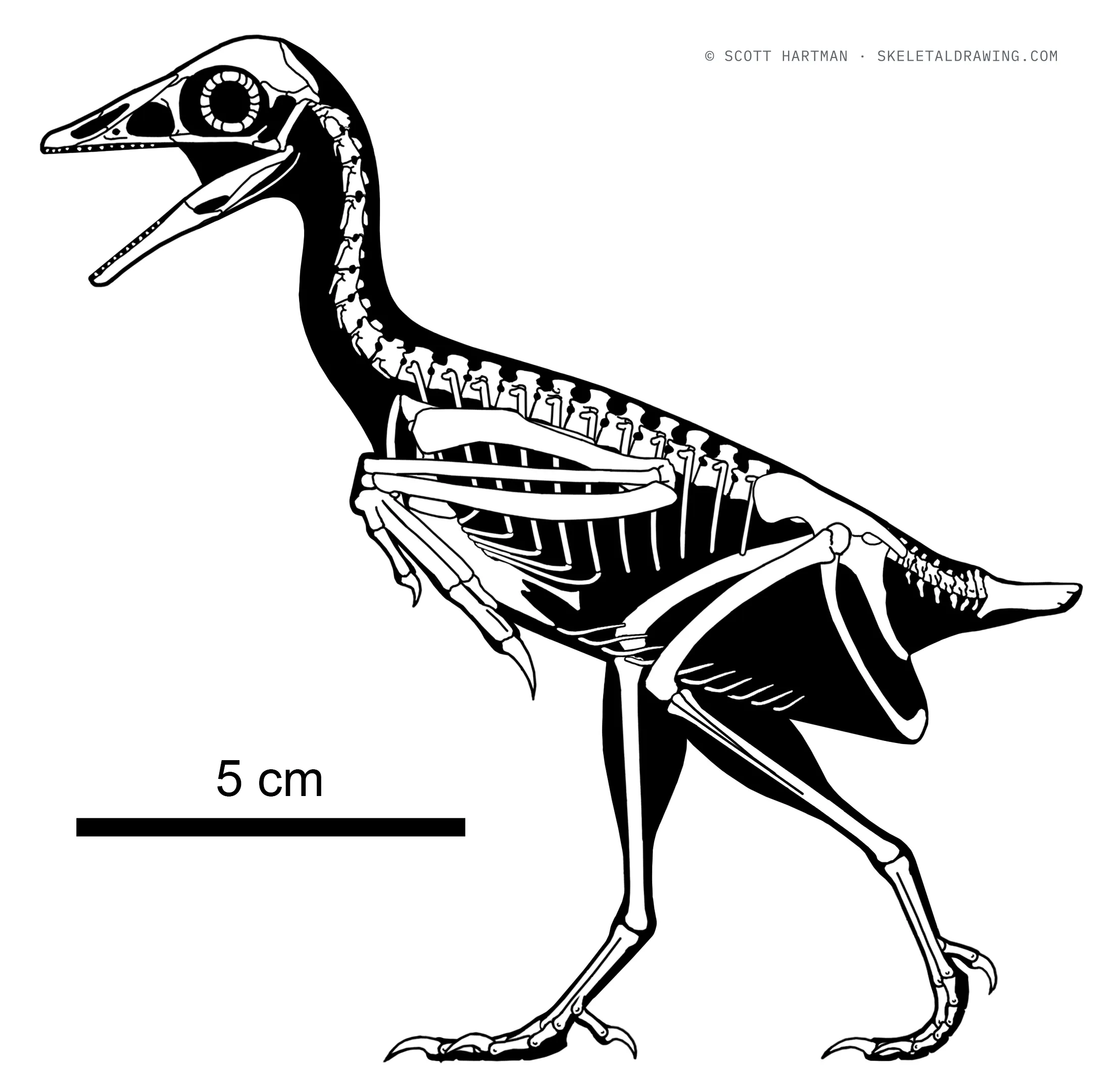 Cathayornis yandica skeletal reconstruction, left lateral view, reconstructed length ~0.15 m.