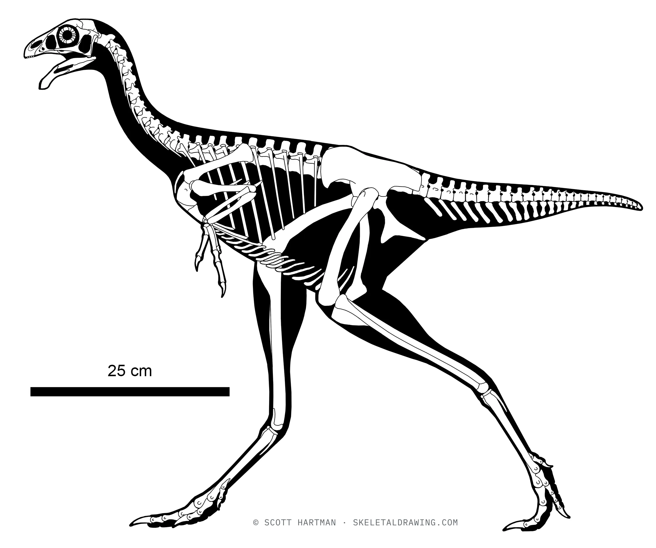 Caudipteryx zoui skeletal reconstruction, left lateral view, reconstructed length ~0.8 m.