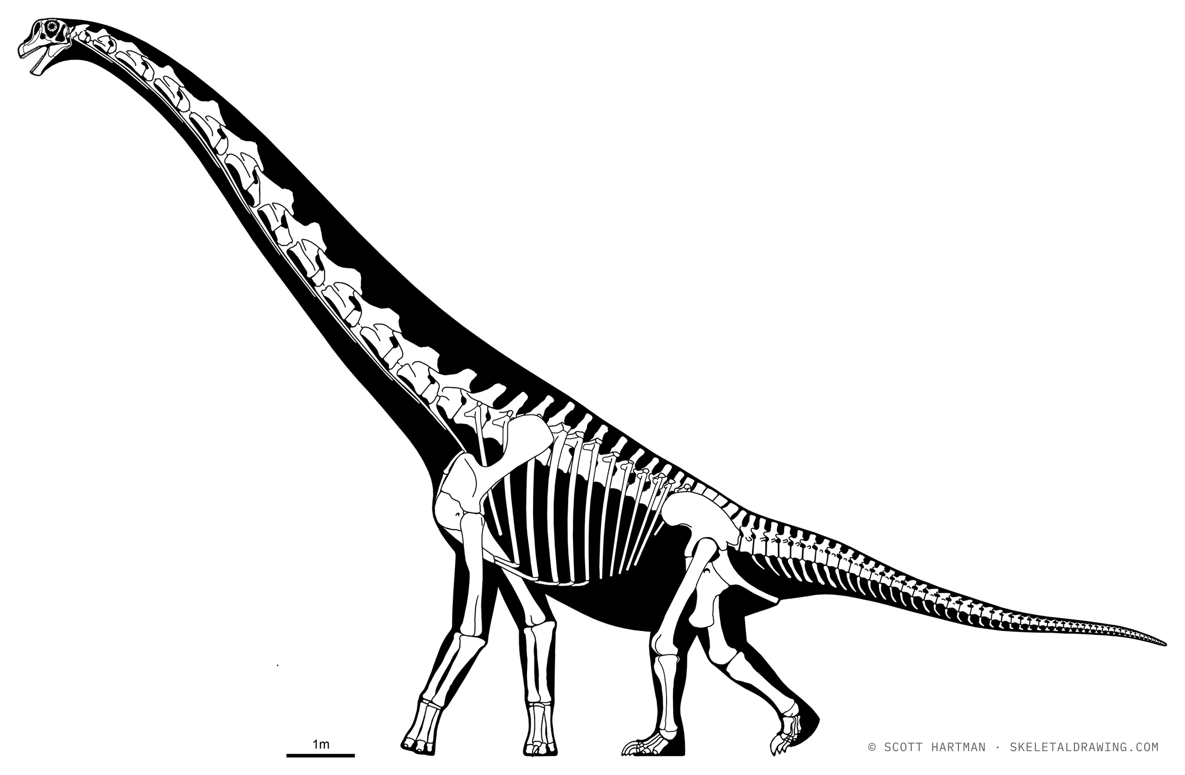 Cedarosaurus weiskopfae skeletal reconstruction, left lateral view, reconstructed length ~20 m.