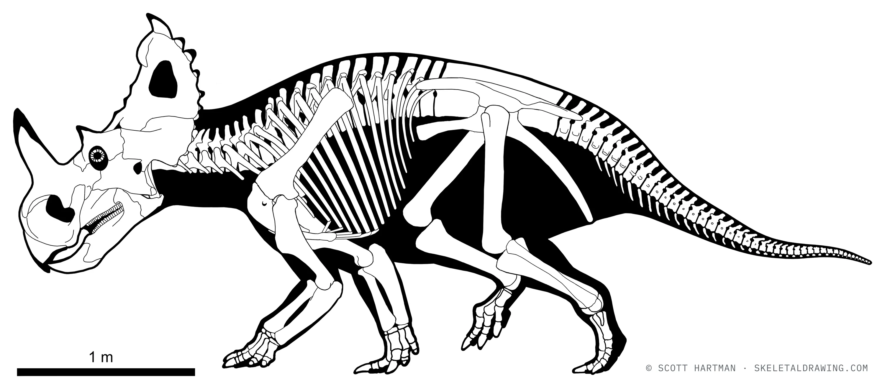 Centrosaurus apertus skeletal reconstruction, left lateral view, reconstructed length ~5 m.