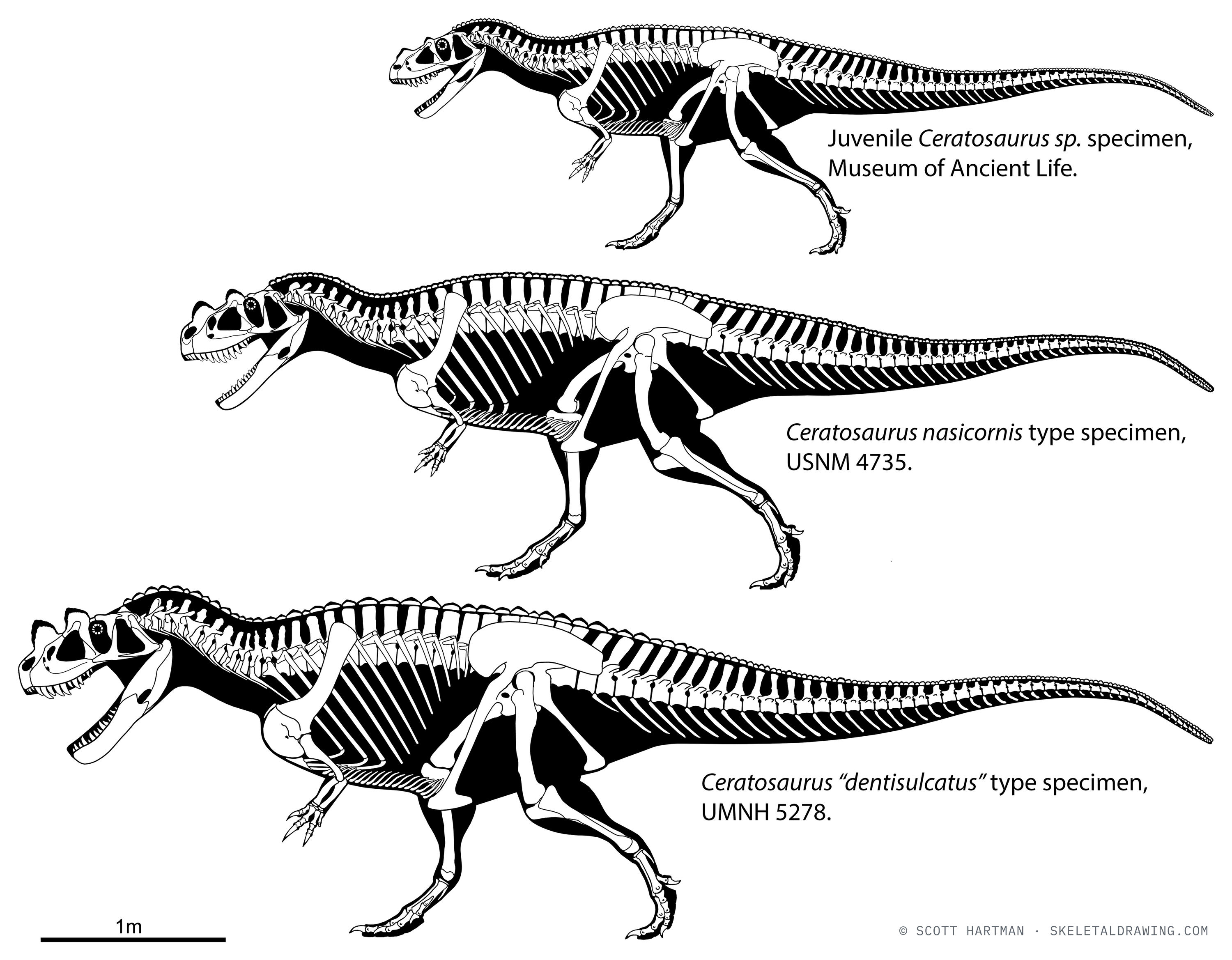 Ceratosaurus nasicornis — A potential growth series drawn to common scale — the type (~6 m), the larger UMNH VP 5278 (~6.5 m), and a juvenile (~4.5 m).