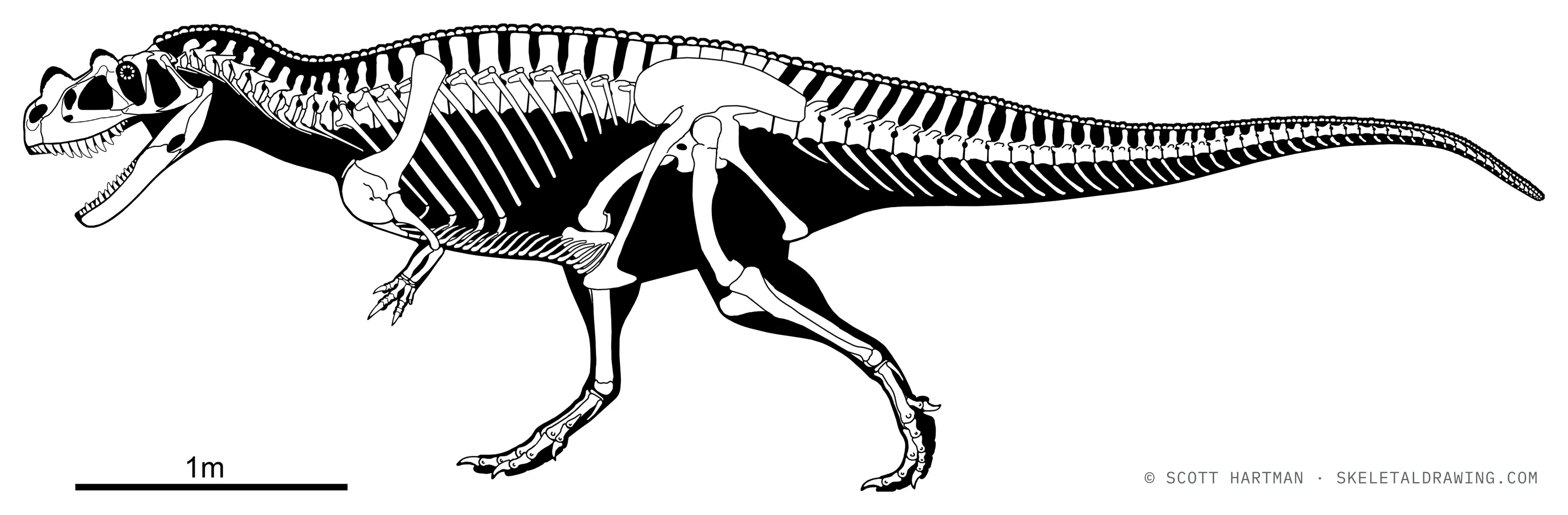 Ceratosaurus nasicornis skeletal reconstruction, left lateral view, reconstructed length ~6 m.