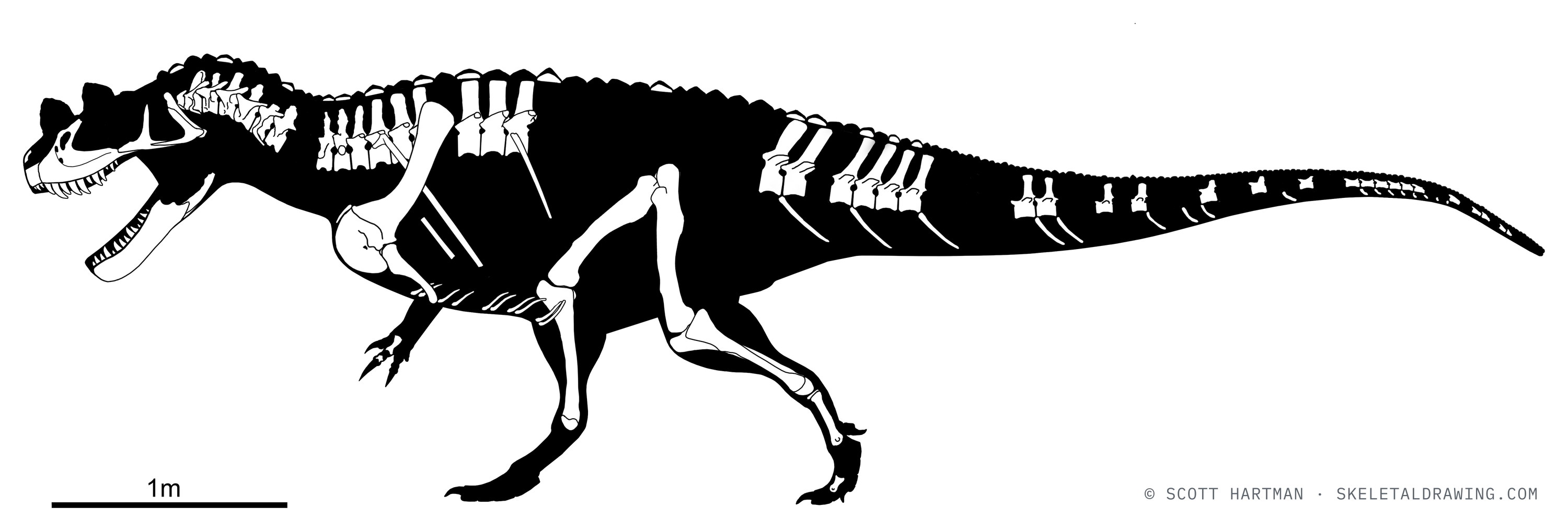 Known skeletal material of Ceratosaurus nasicornis: preserved elements shown in white against a black body silhouette.
