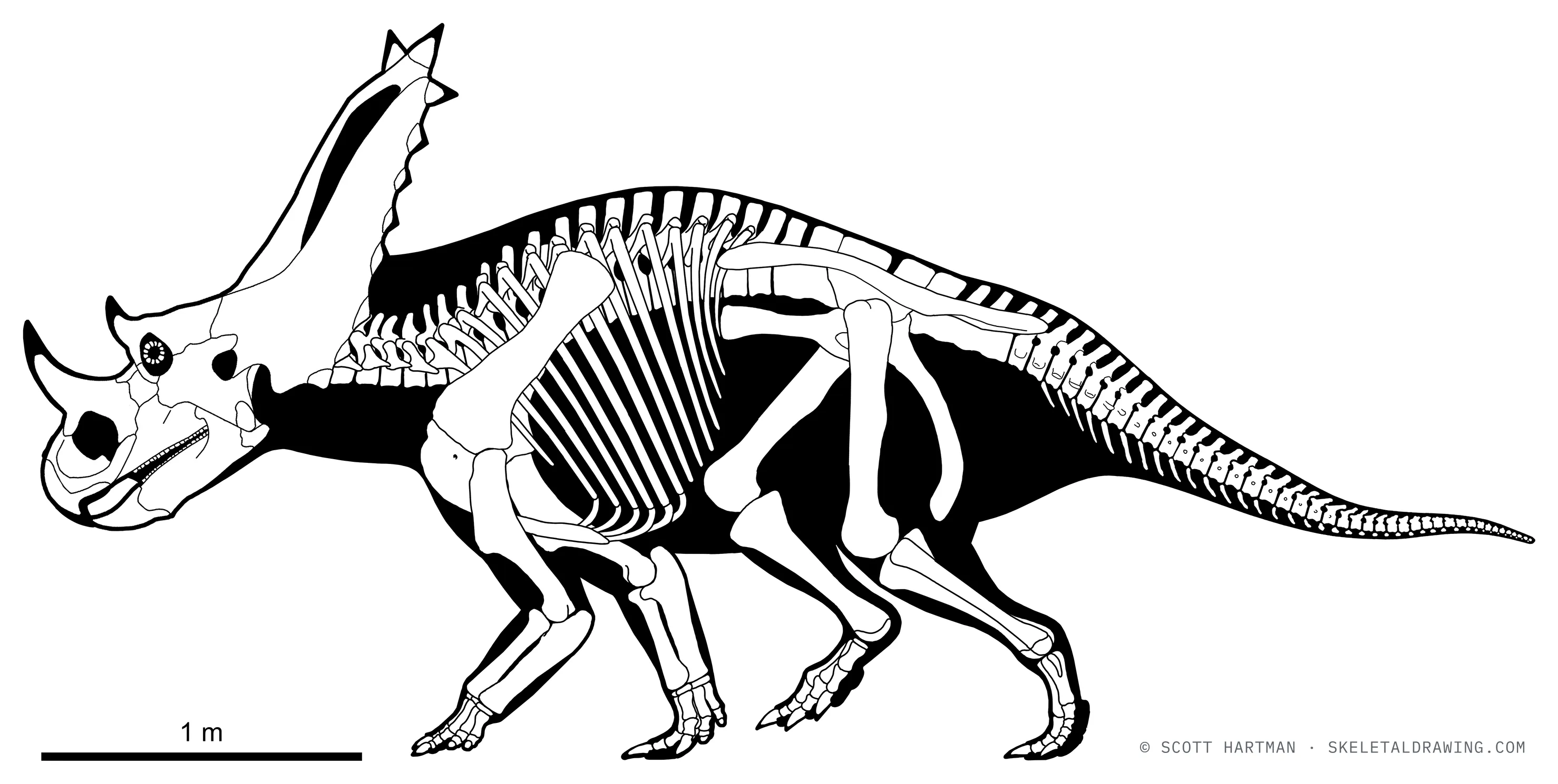Chasmosaurus belli skeletal reconstruction, left lateral view, reconstructed length ~4.9 m.