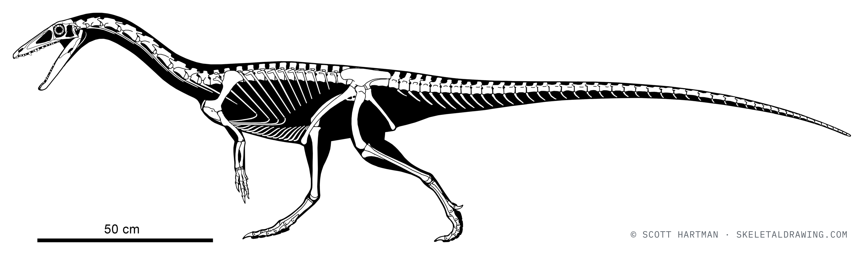 Coelophysis bauri skeletal reconstruction, left lateral view, reconstructed length ~2.4 m.