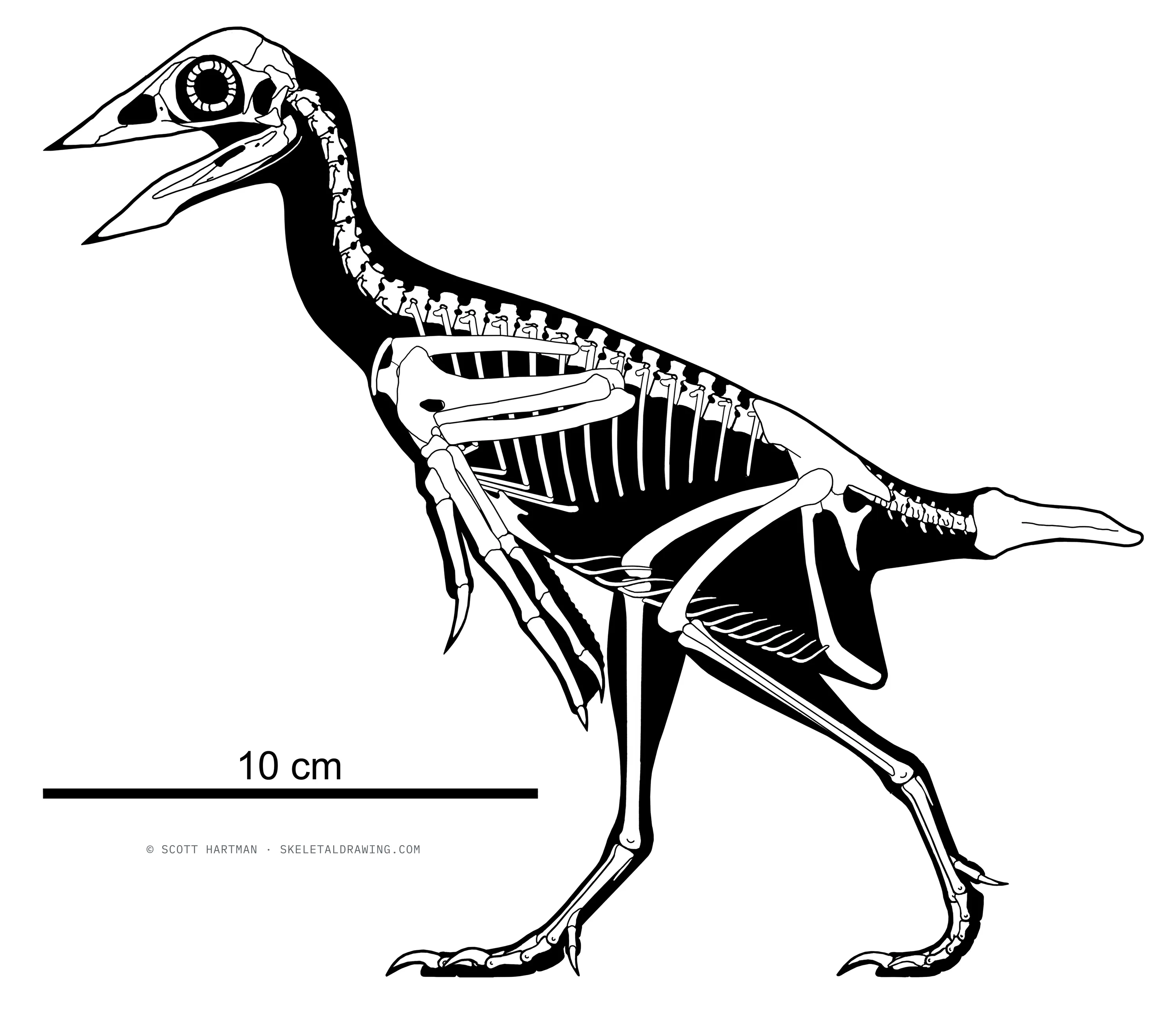 Confuciusornis sanctus skeletal reconstruction, left lateral view, reconstructed length ~0.25 m.