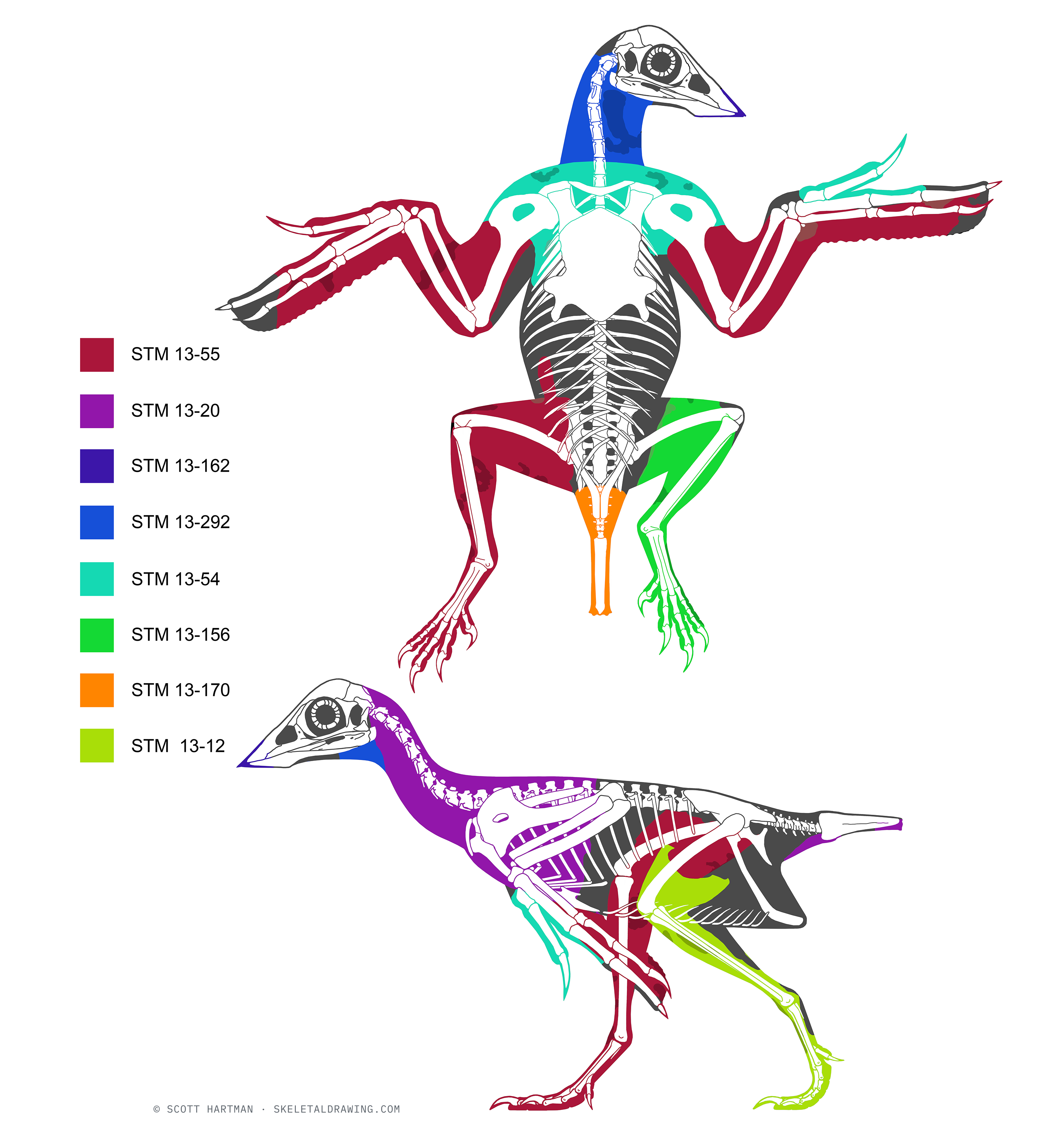 Confuciusornis sanctus — Soft-tissue body outline from preserved specimens, in lateral and ventral view.