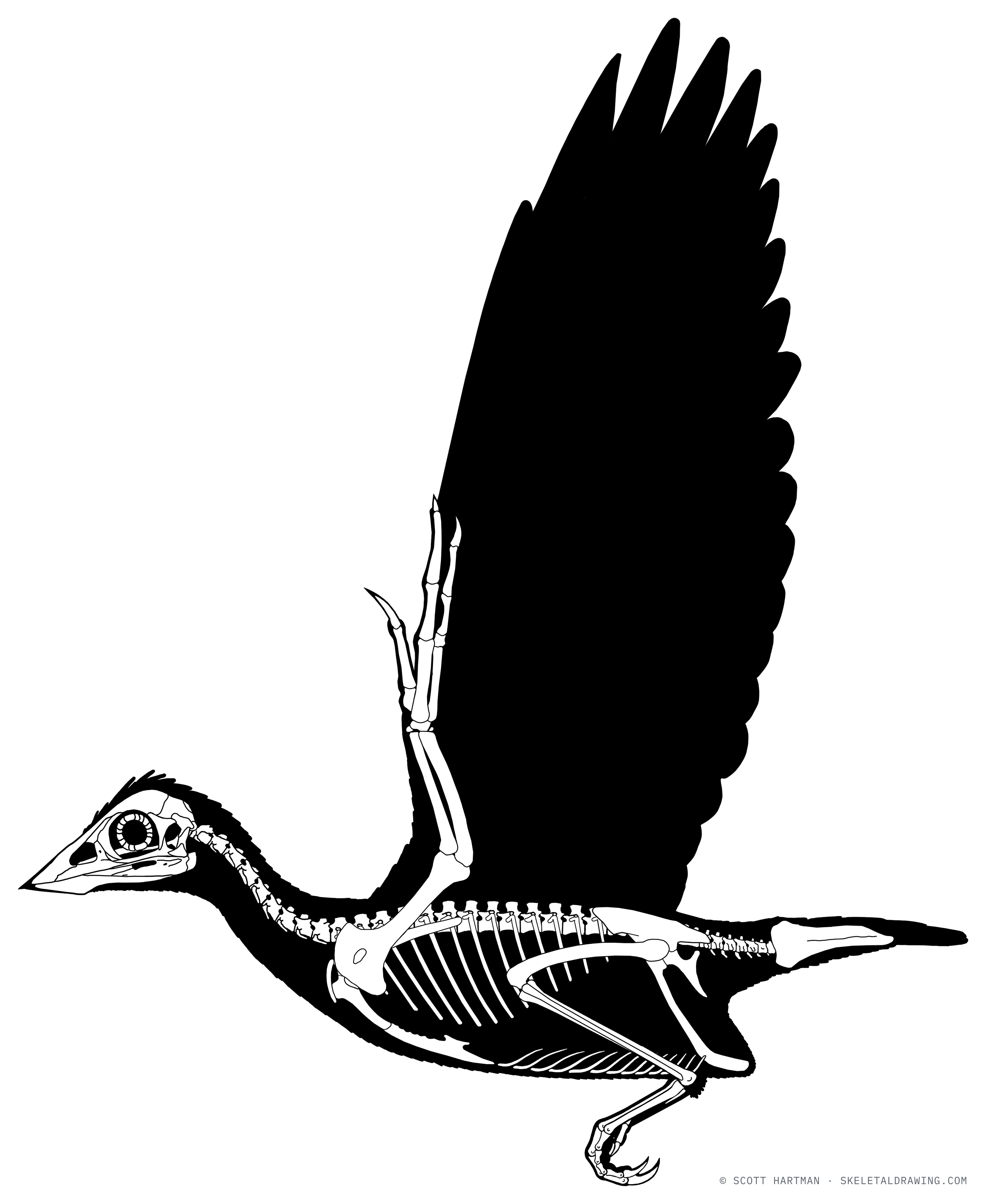 Confuciusornis sanctus — Life restoration with feathers, in a flying pose.