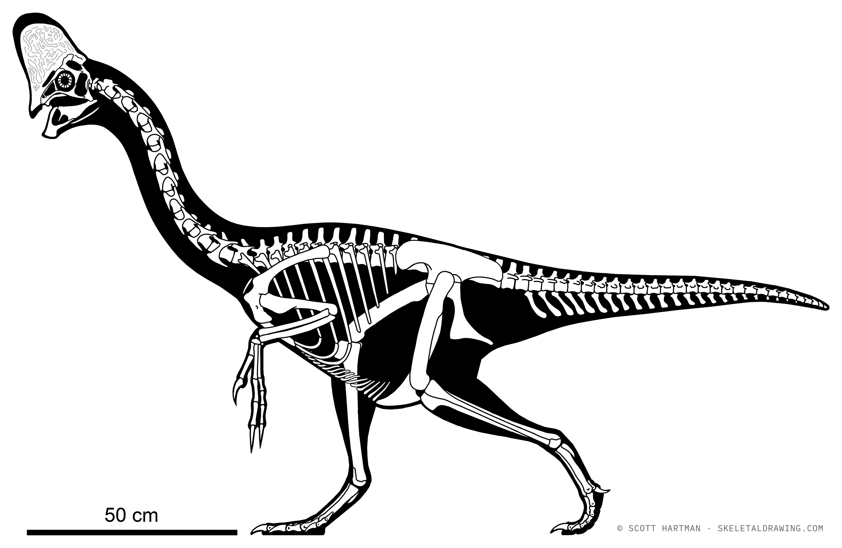 Corythoraptor jacobsi skeletal reconstruction, left lateral view, reconstructed length ~2 m.